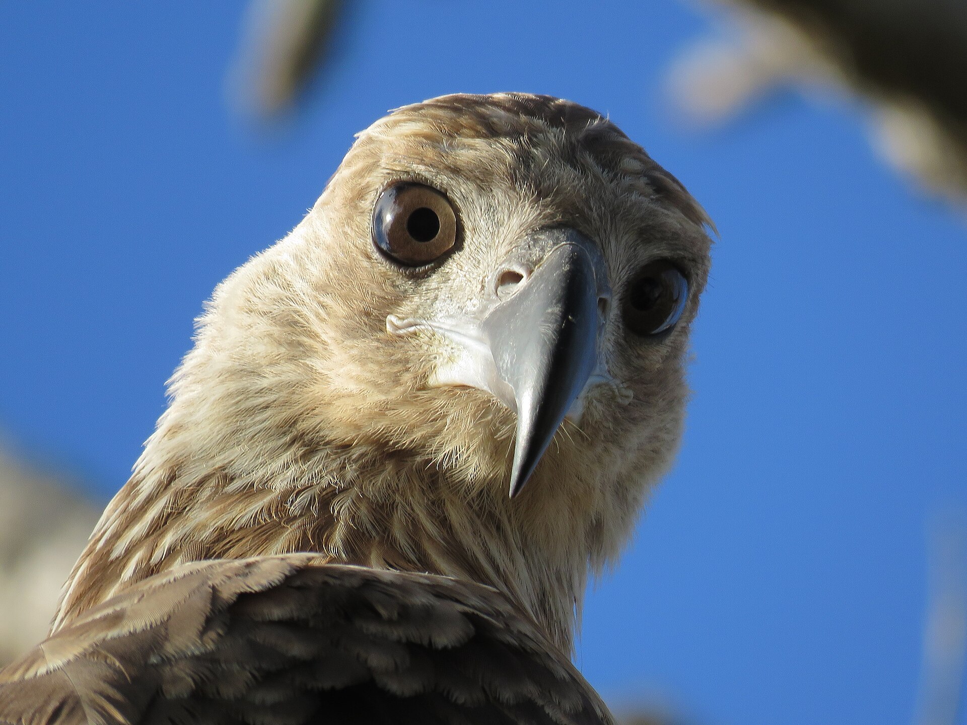 Hawk Hawk (Aquila spilogaster)