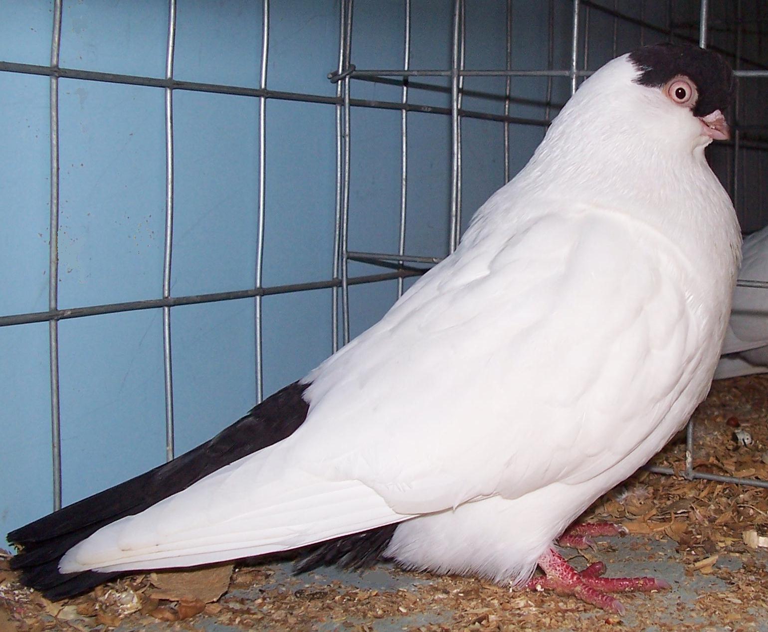 Helmet Pigeon Helmet Pigeon ()