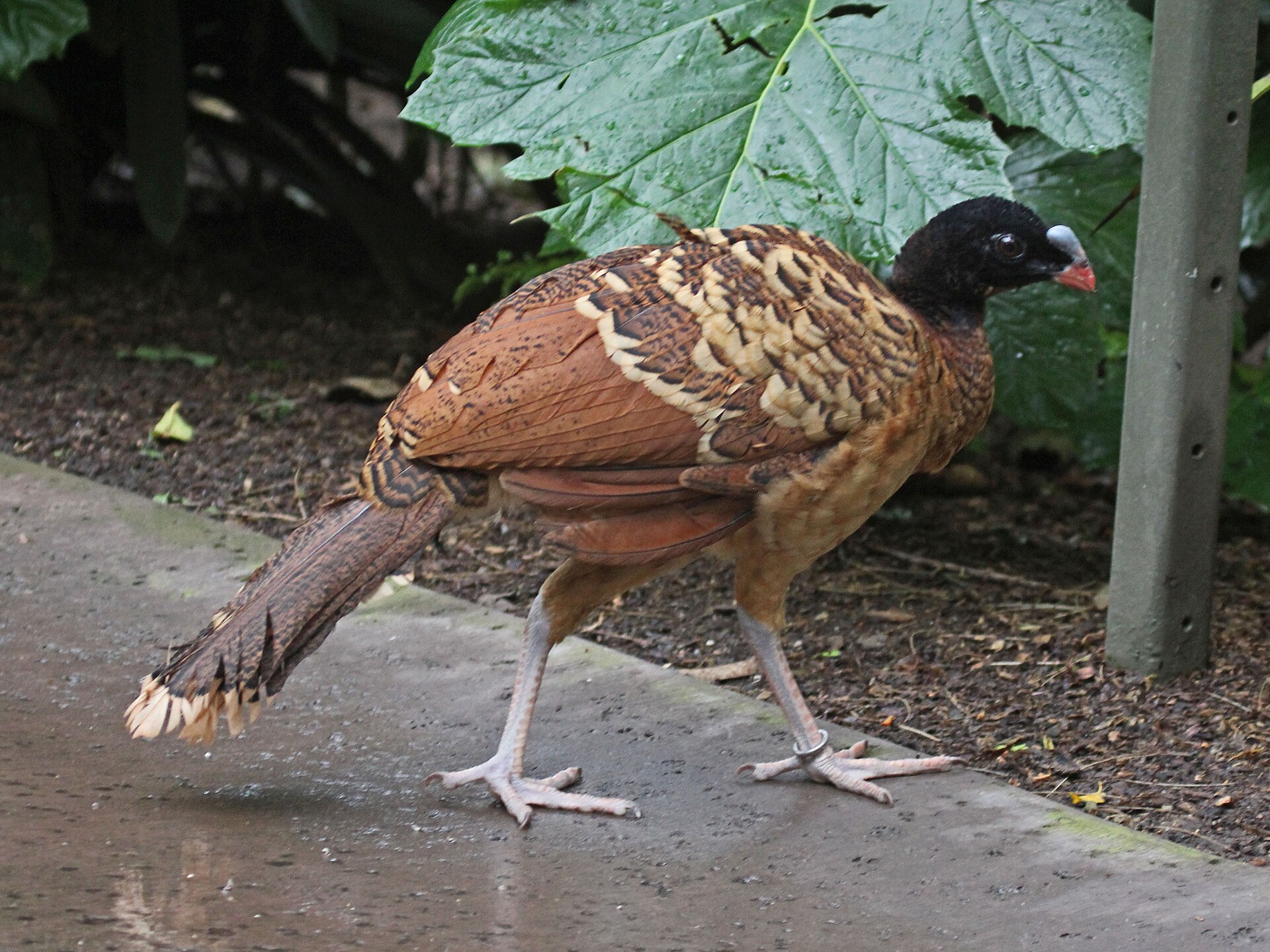 Helmeted Curassow ()