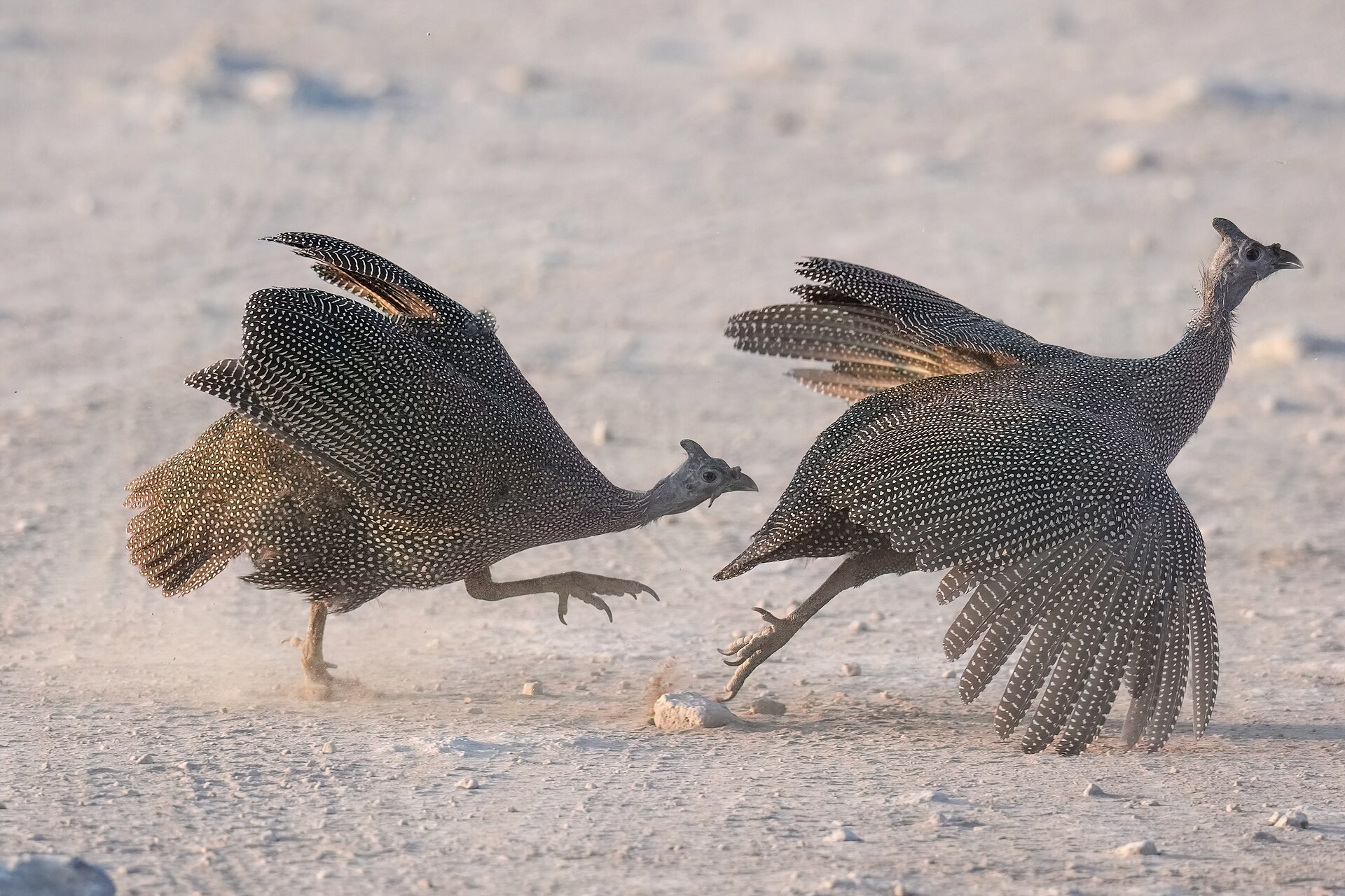 Helmeted Guineafowl (Numida meleagris)