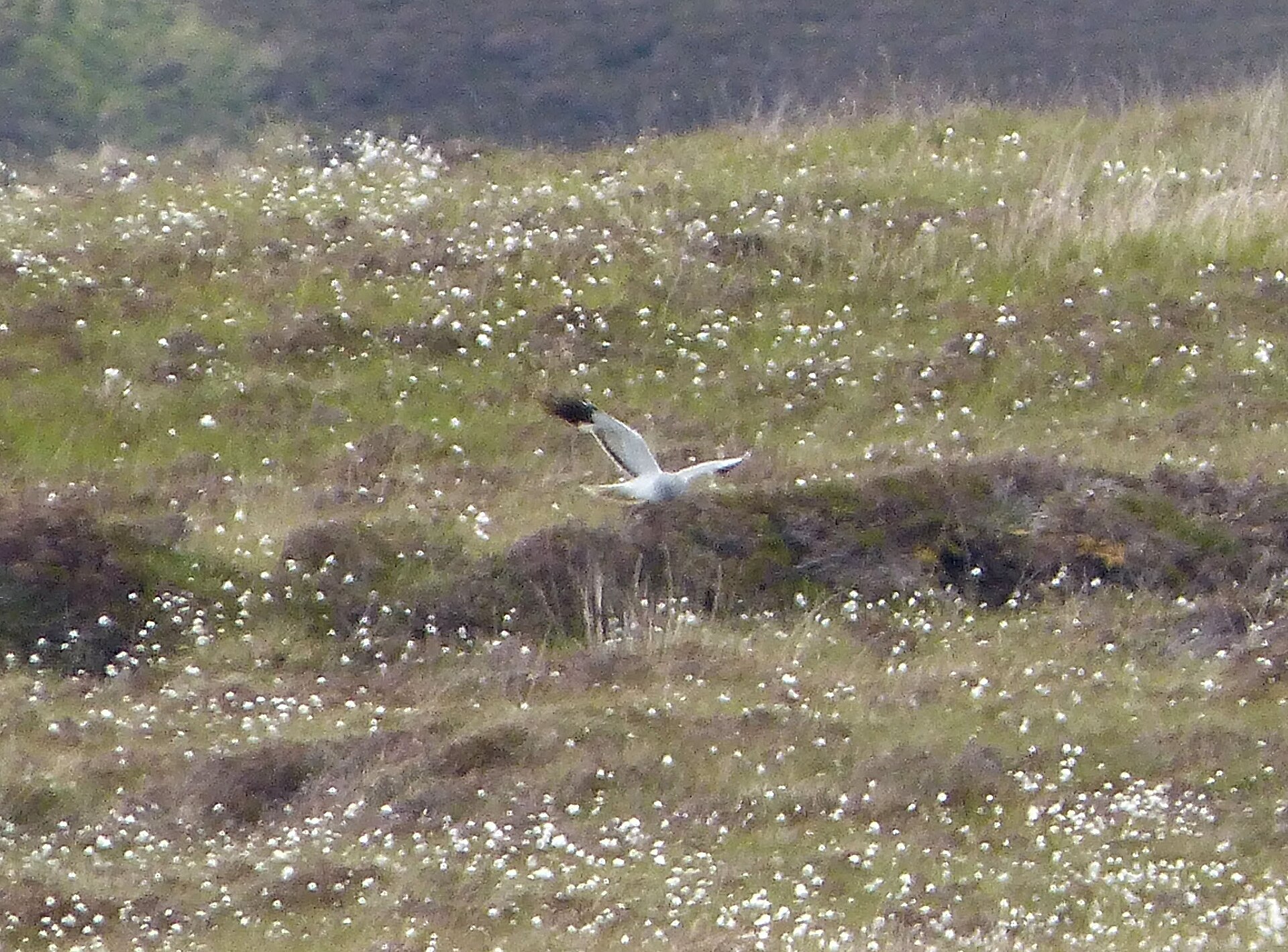 Hen Harrier (Circus cyaneus)