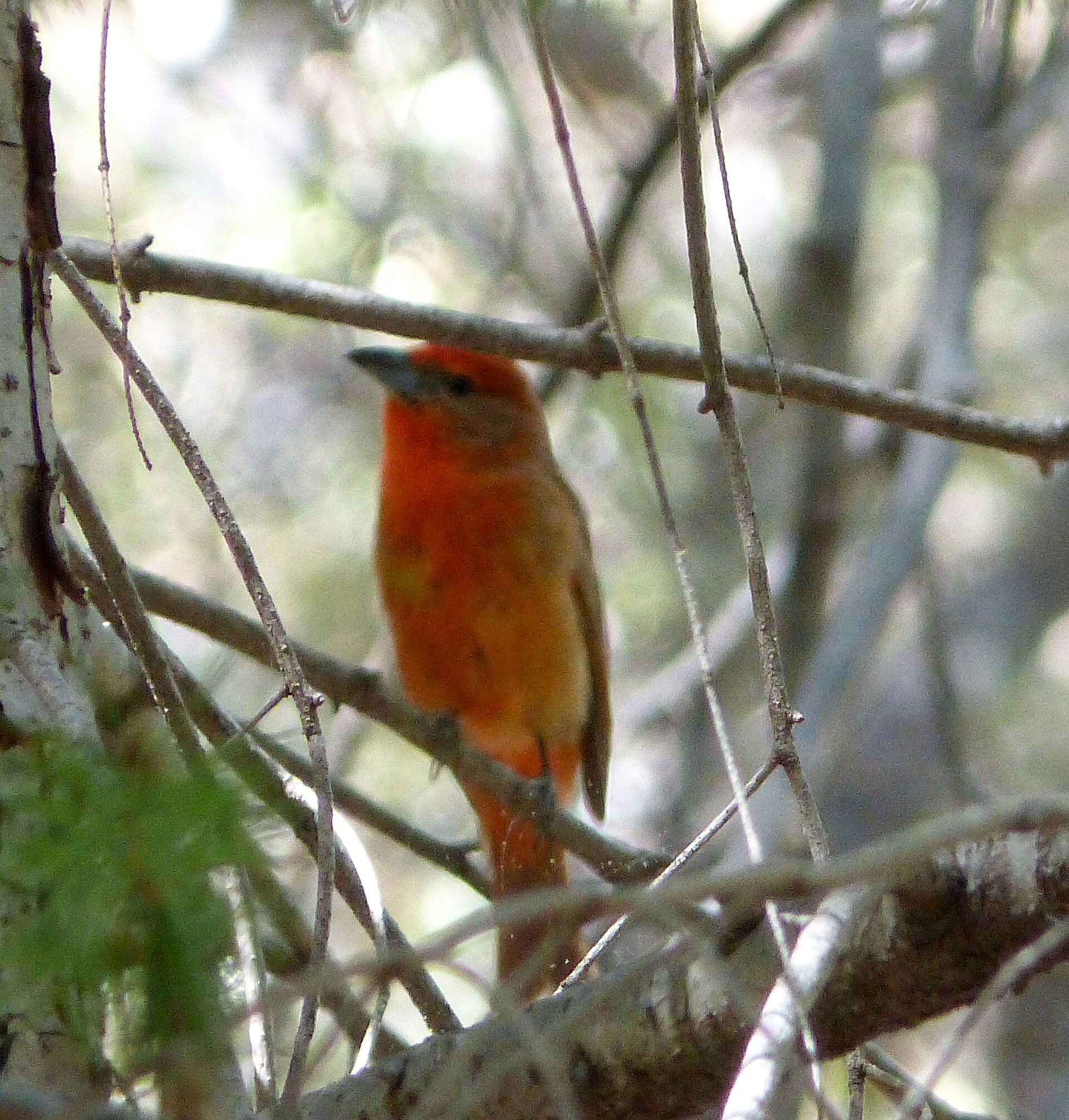Hepatic Tanager (Piranga hepatica)