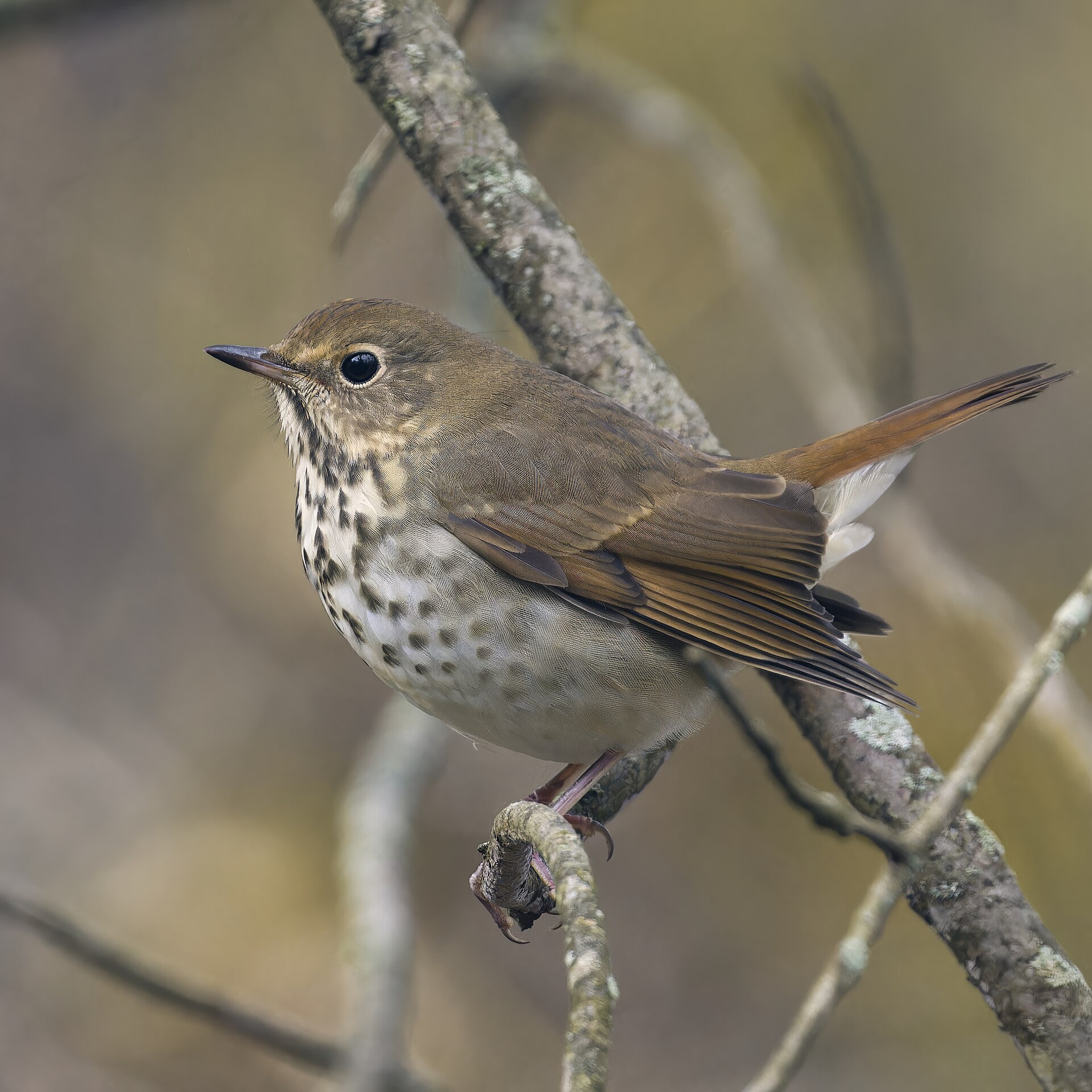 Hermit Thrush ()
