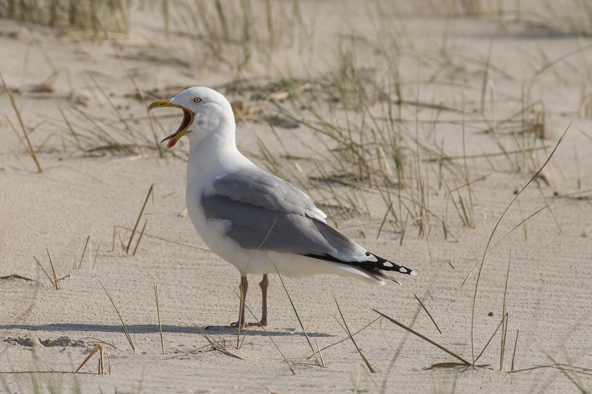 herring gull
