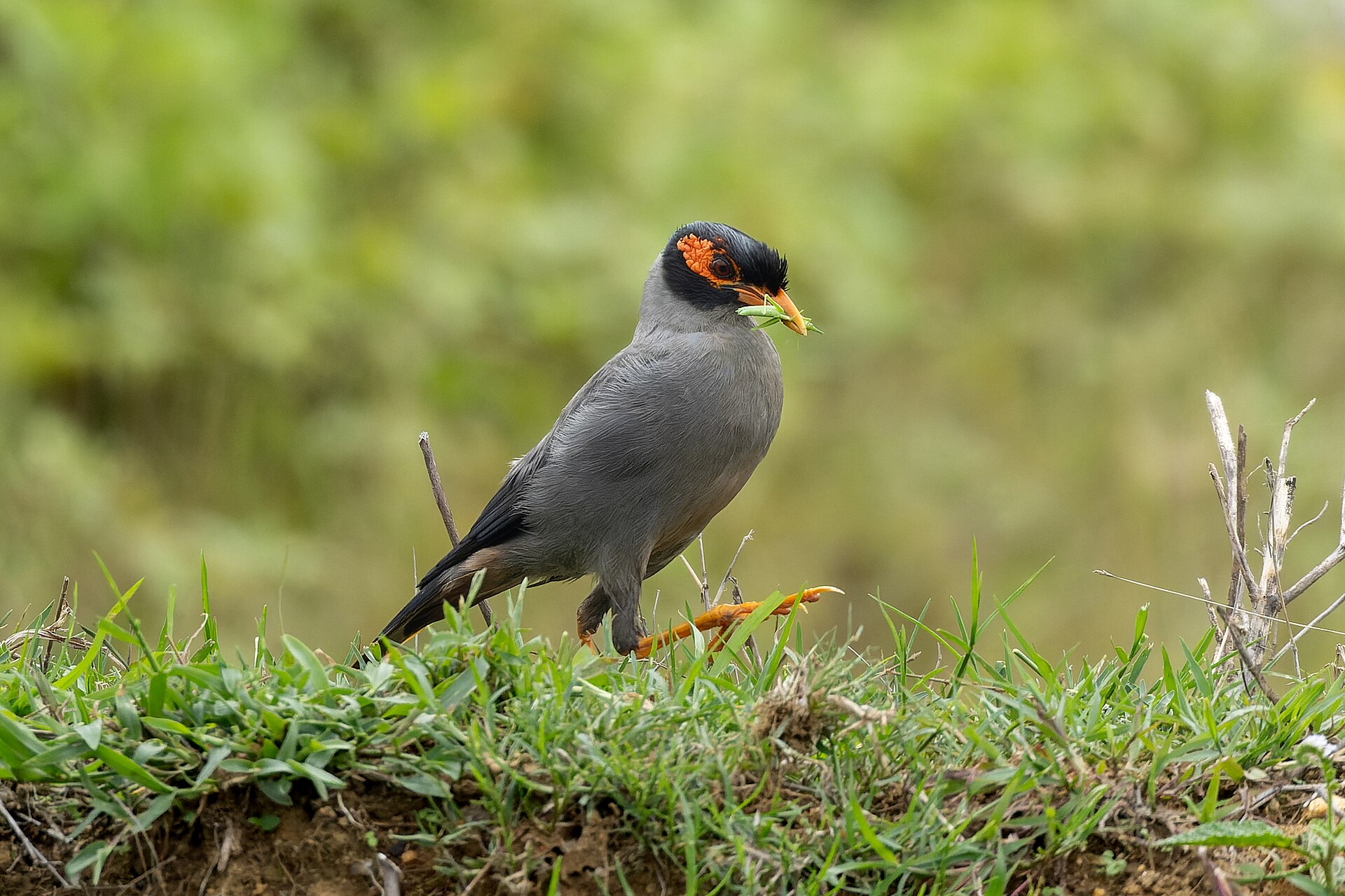 Hill Myna (Gracula religiosa)