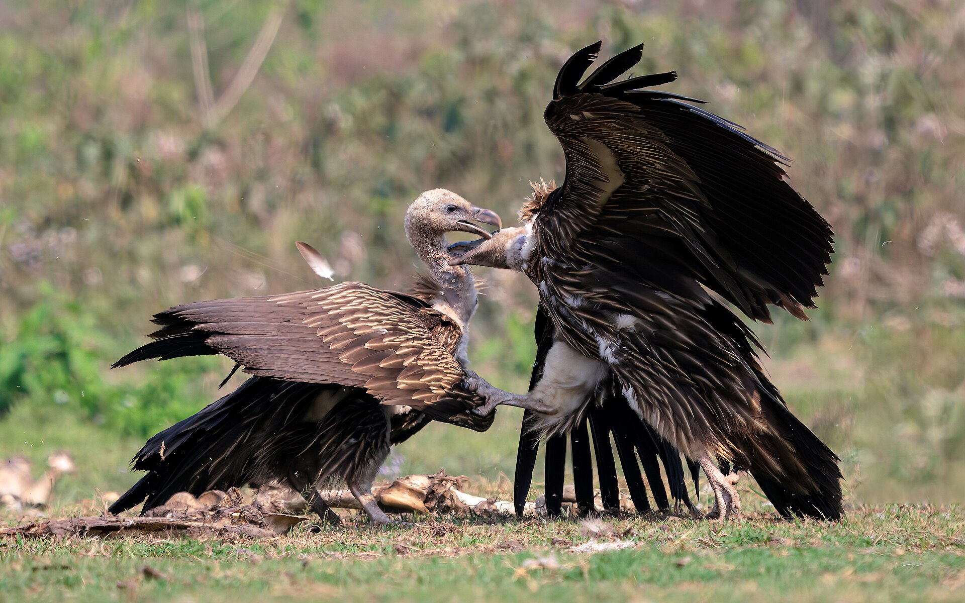 Himalayan Vulture Himalayan Vulture (Gyps himalayensis)
