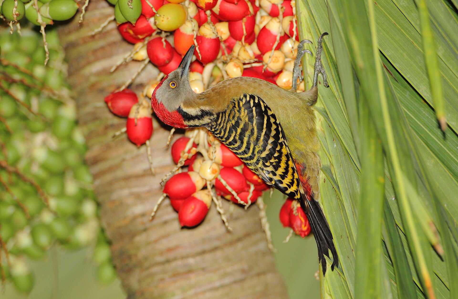 Hispaniolan Woodpecker (Melanerpes striatus)