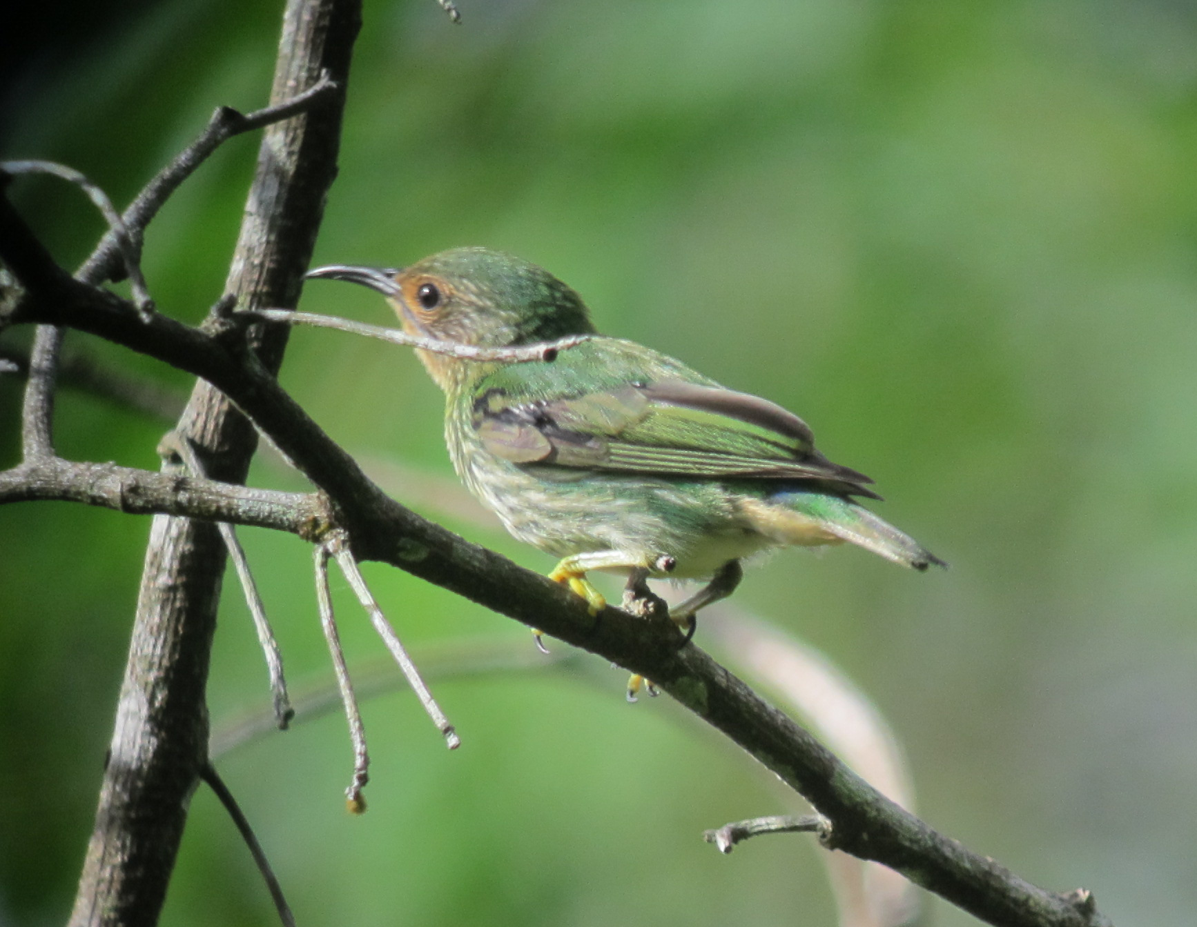 Honeycreeper Honeycreeper (Chlorophanes spiza)