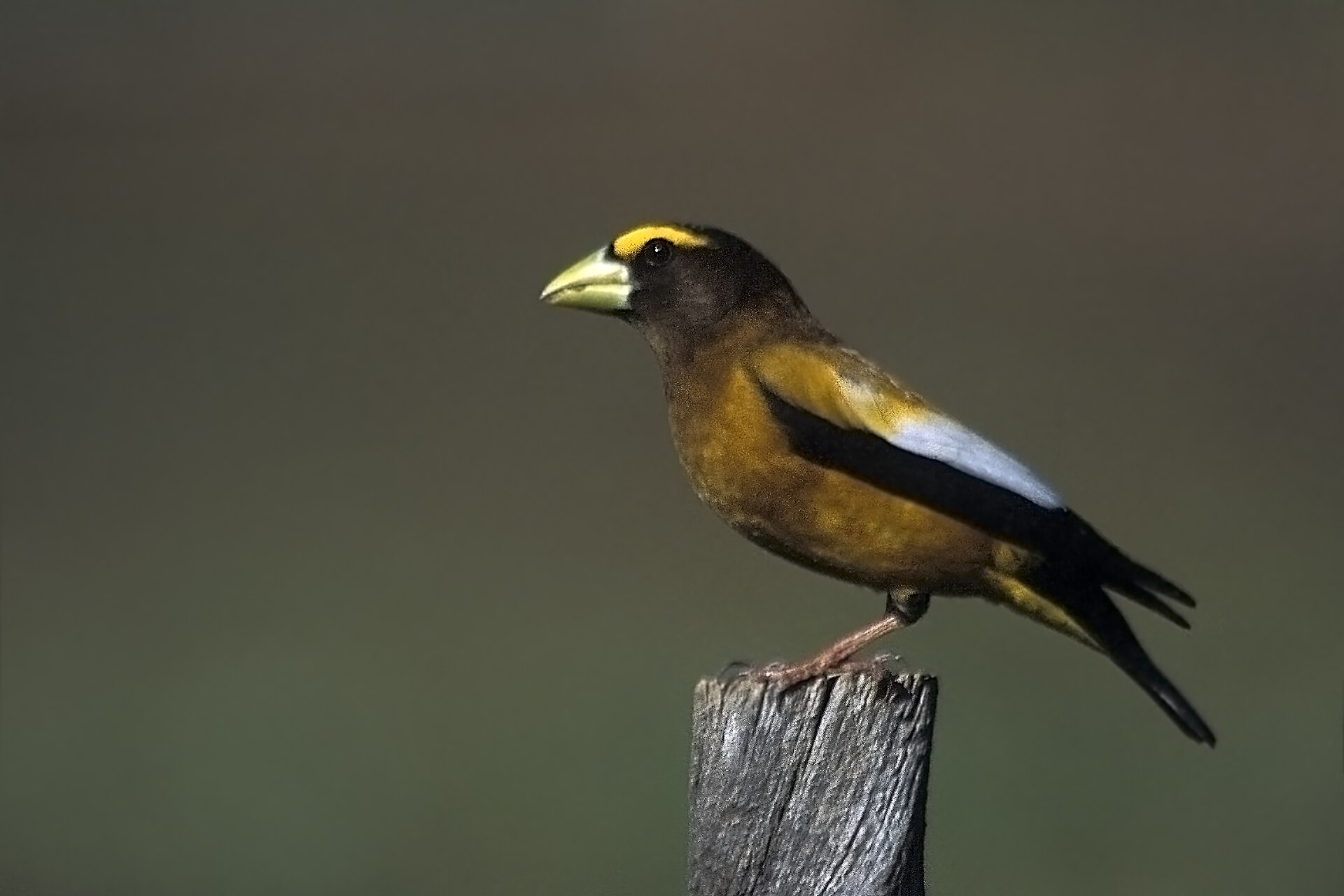 hooded grosbeak