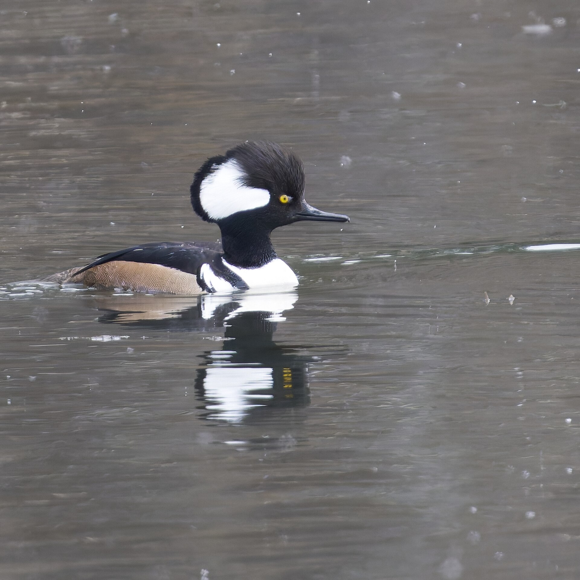 Hooded Merganser ()