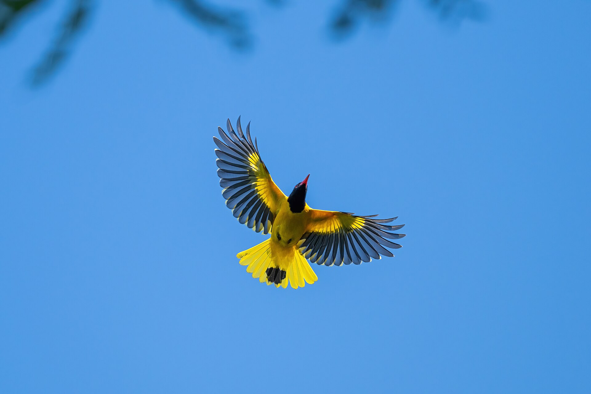 Hooded Oriole (Oriolus xanthornus)