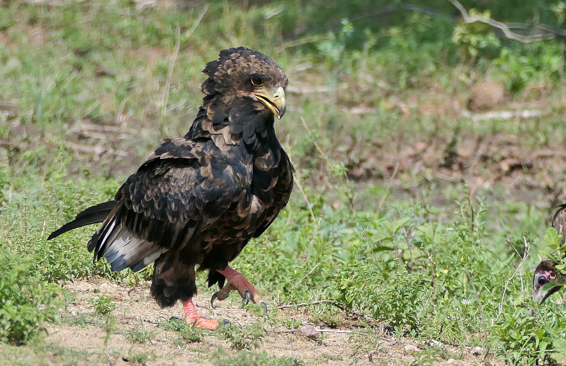 Hooded Vulture (Necrosyrtes monachus)