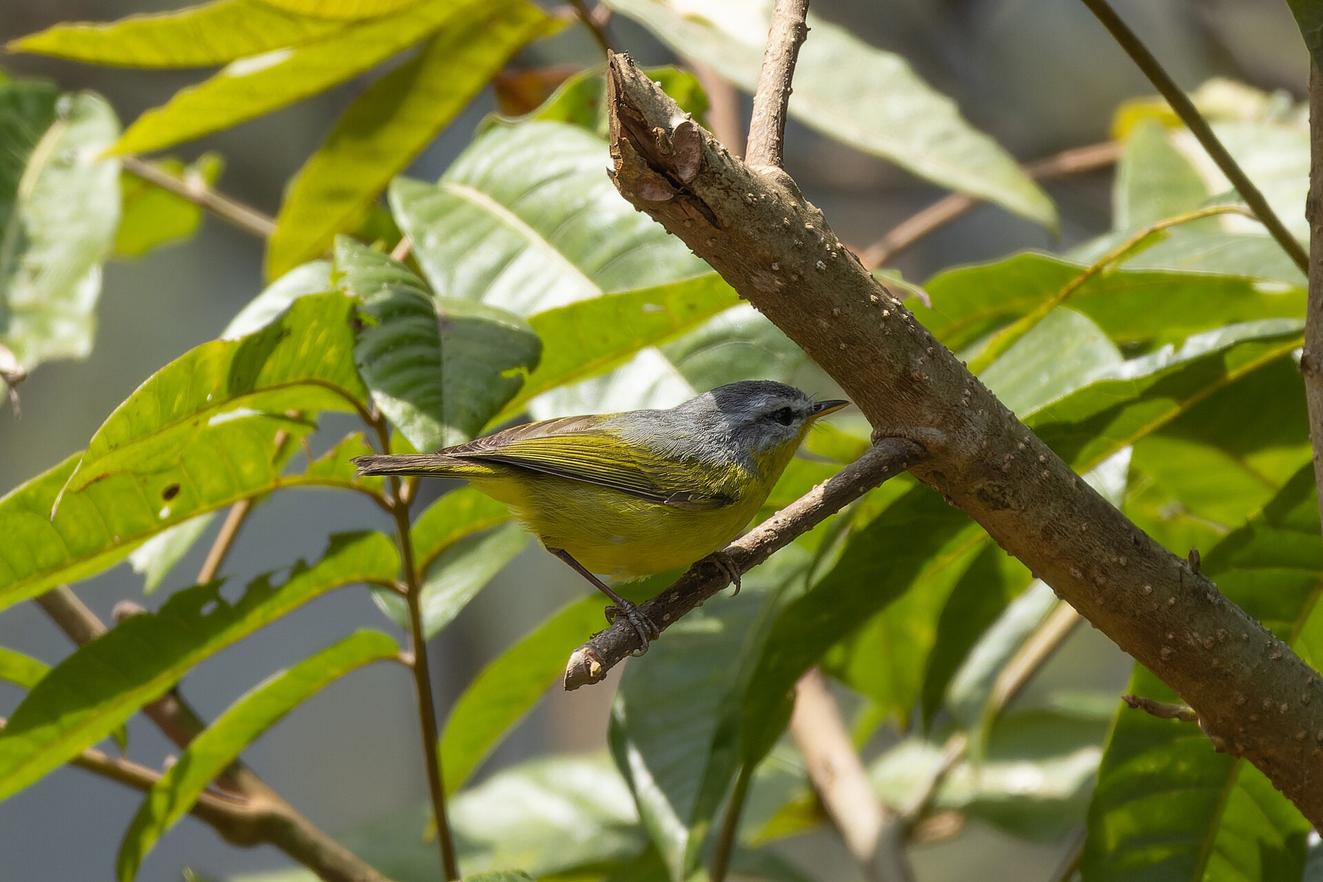 Hooded Warbler ()