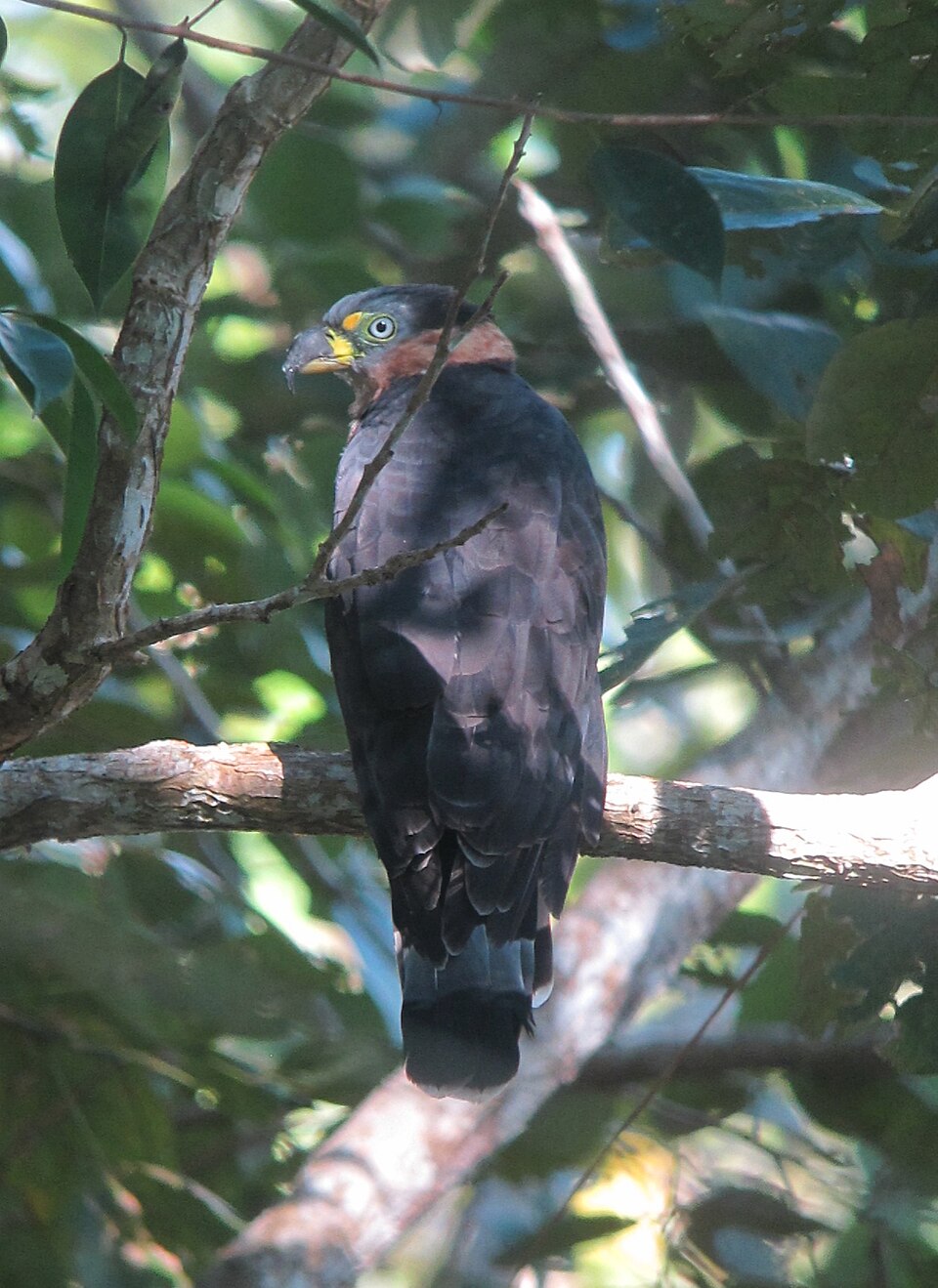 Hook-billed Kite Hook-billed Kite ()