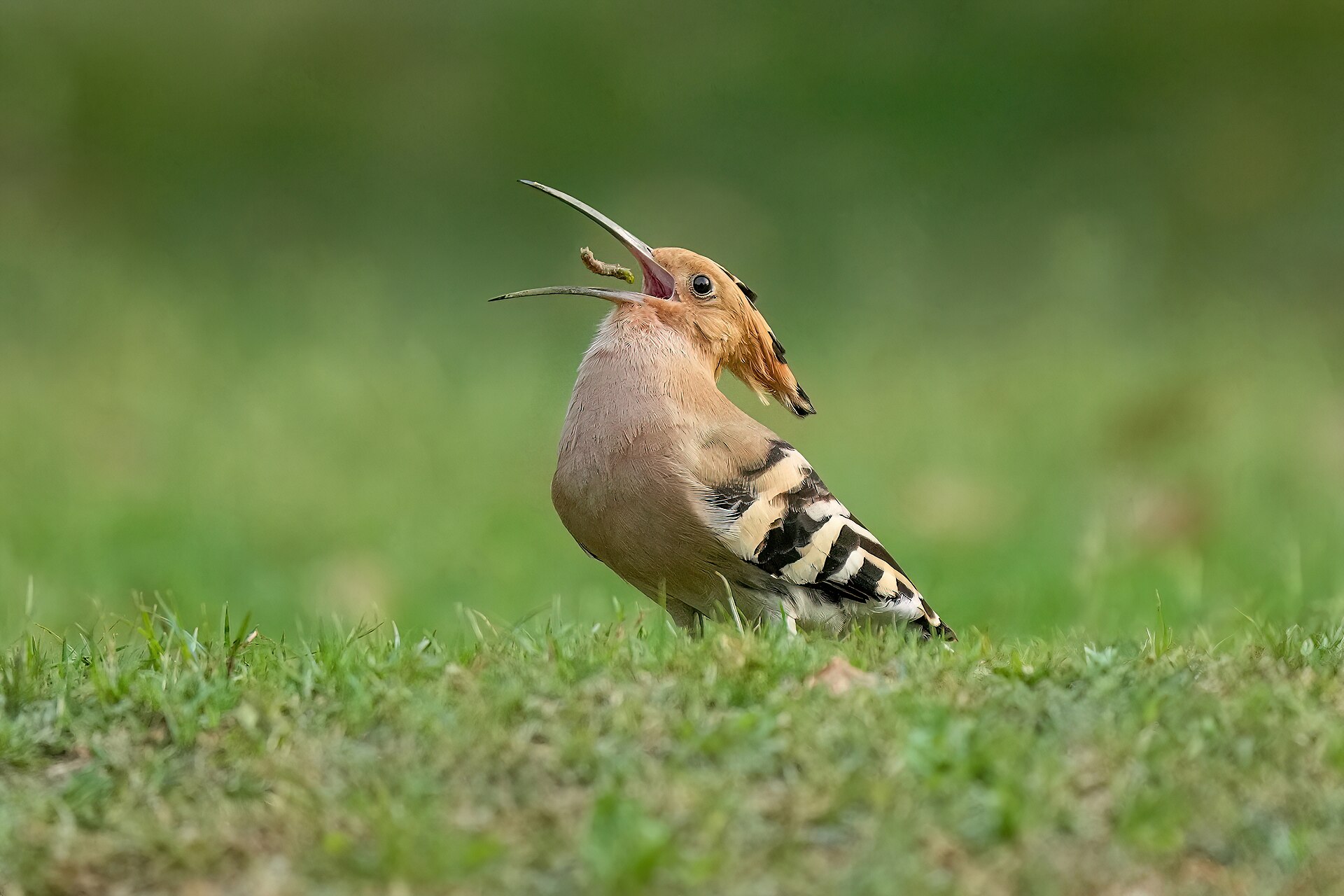 Hoopoe Hoopoe ()