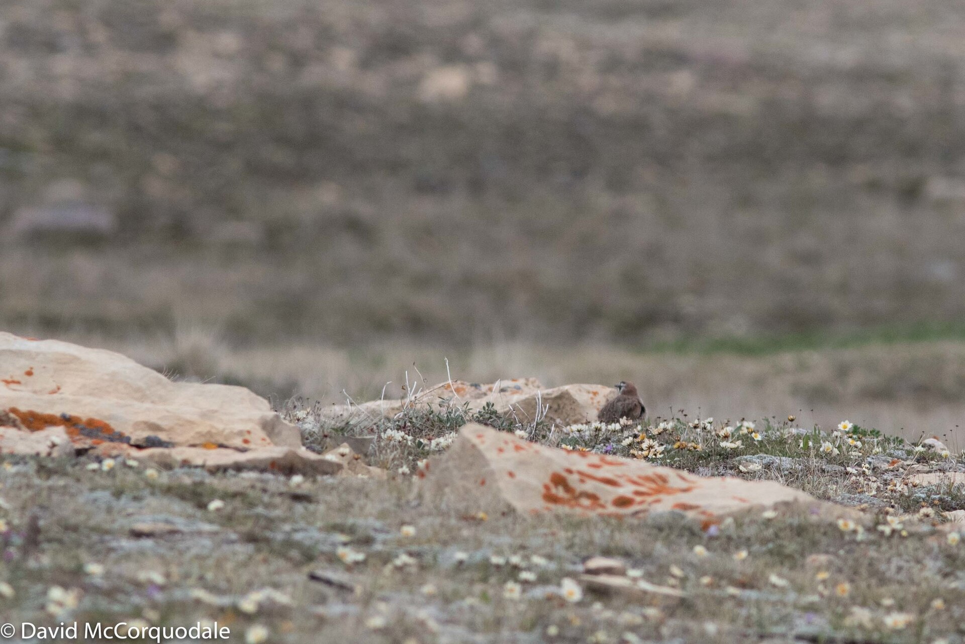 Horned Lark (Eremophila alpestris)
