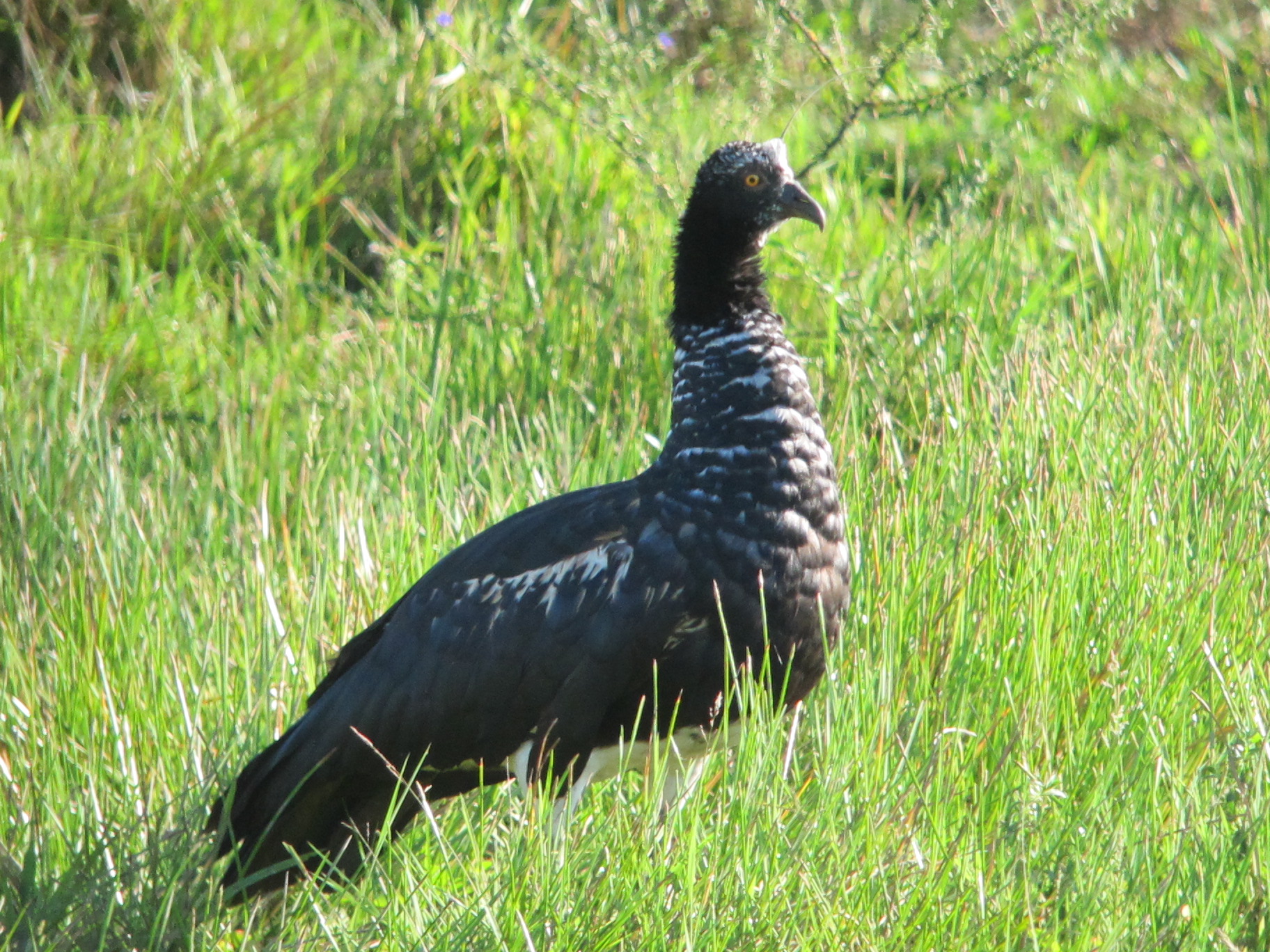 Horned Screamer Horned Screamer ()