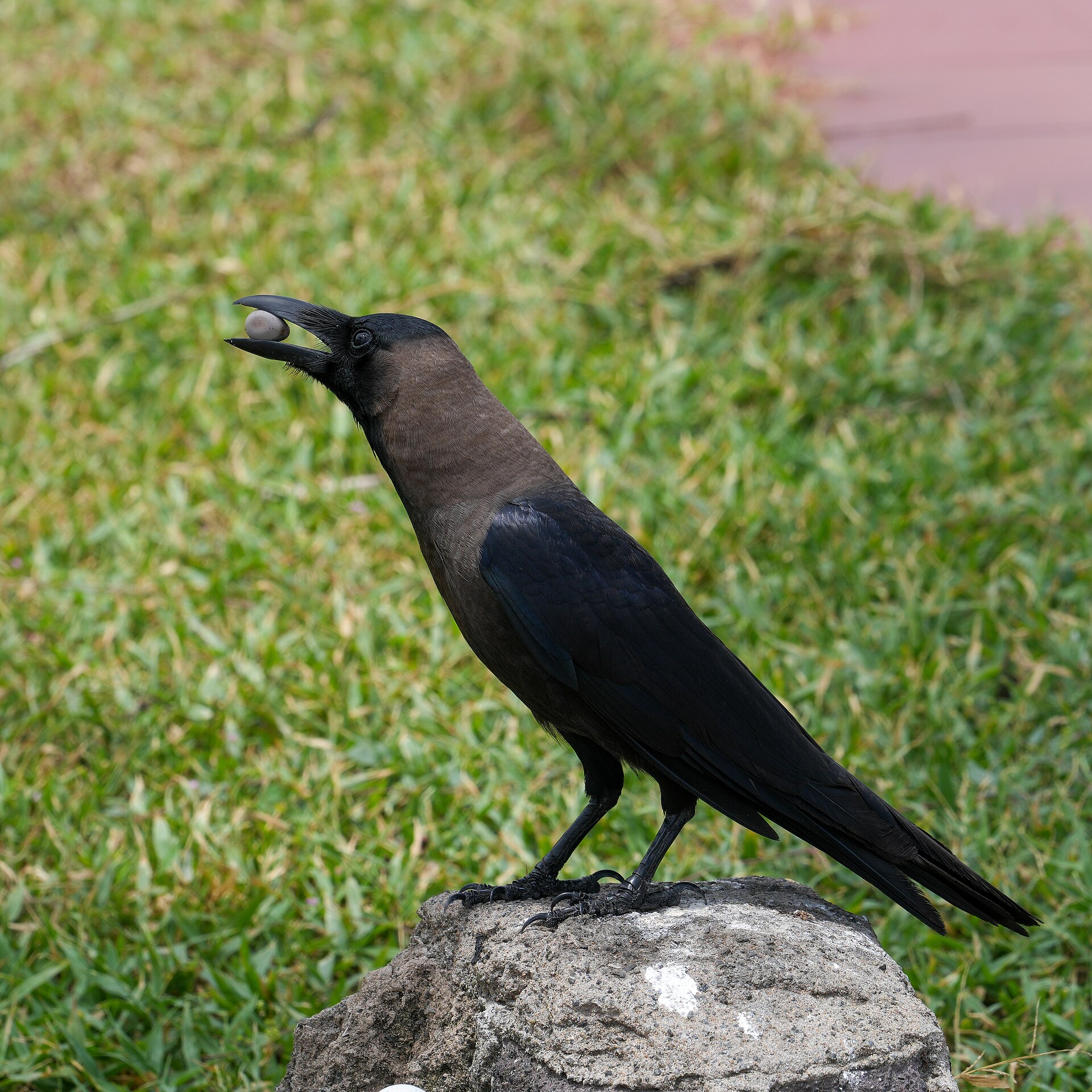 House Crow (Corvus splendens)