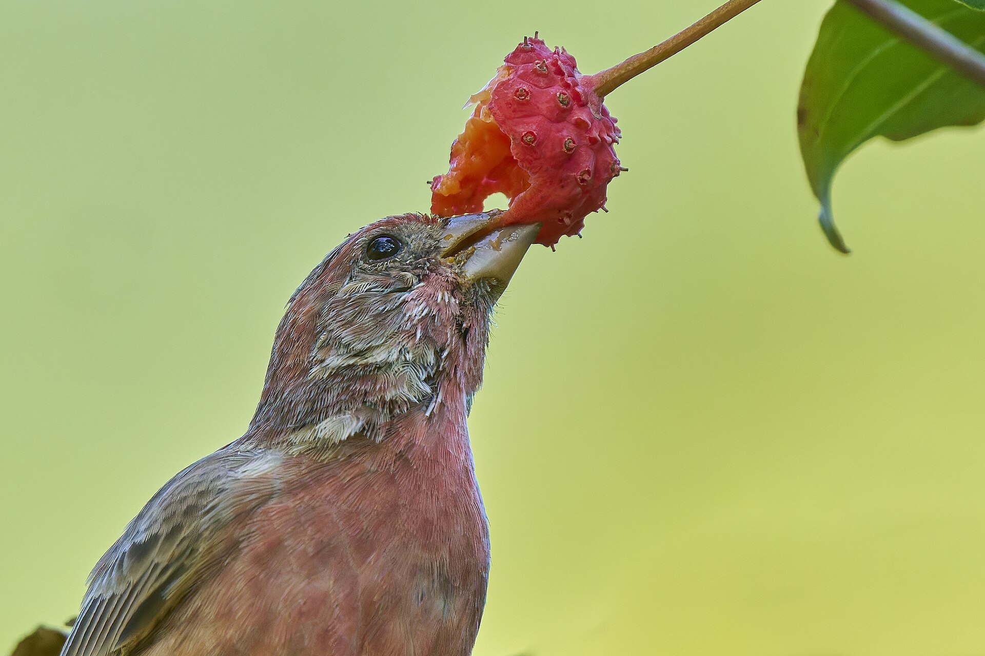 House Finch ()
