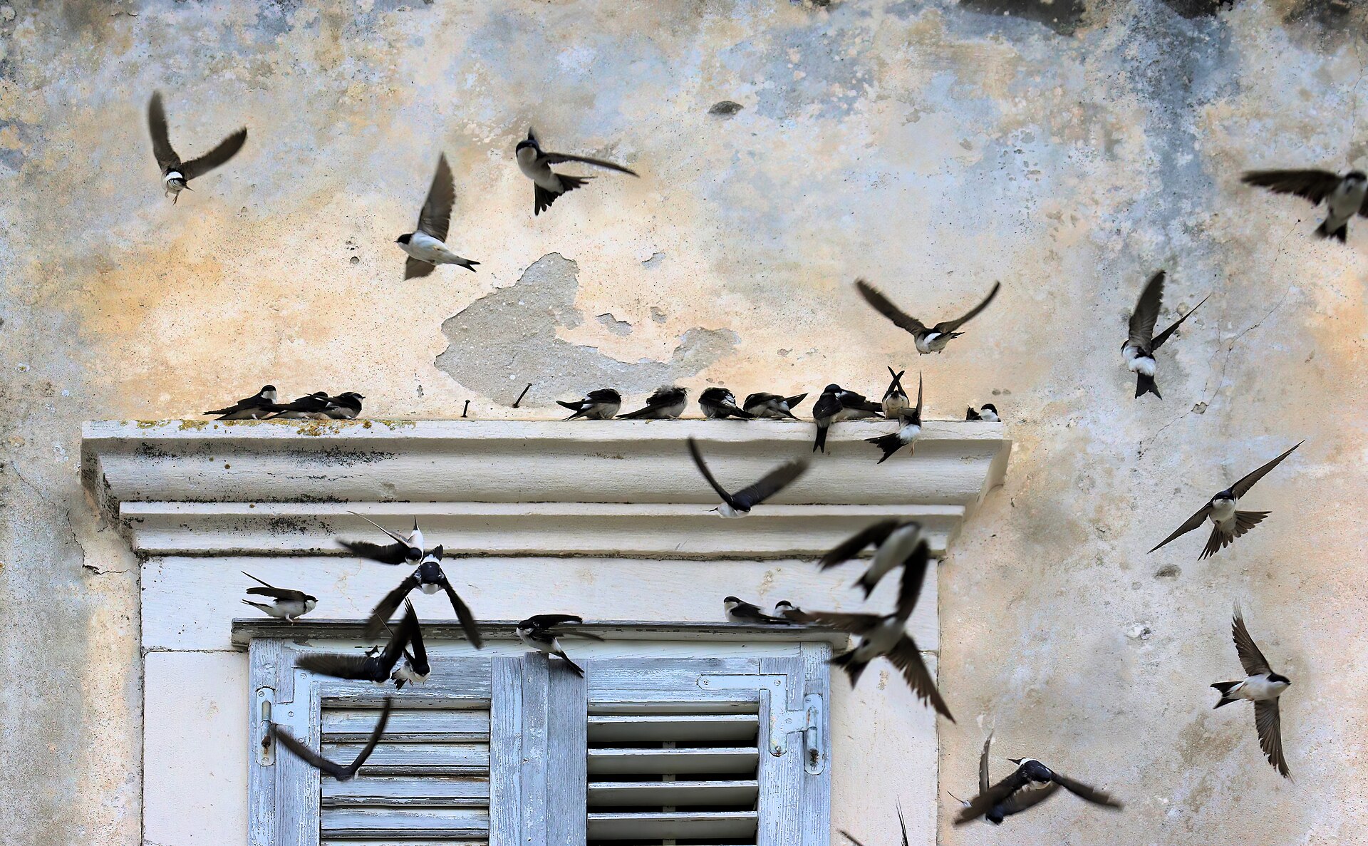 House Martin (Delichon urbicum)