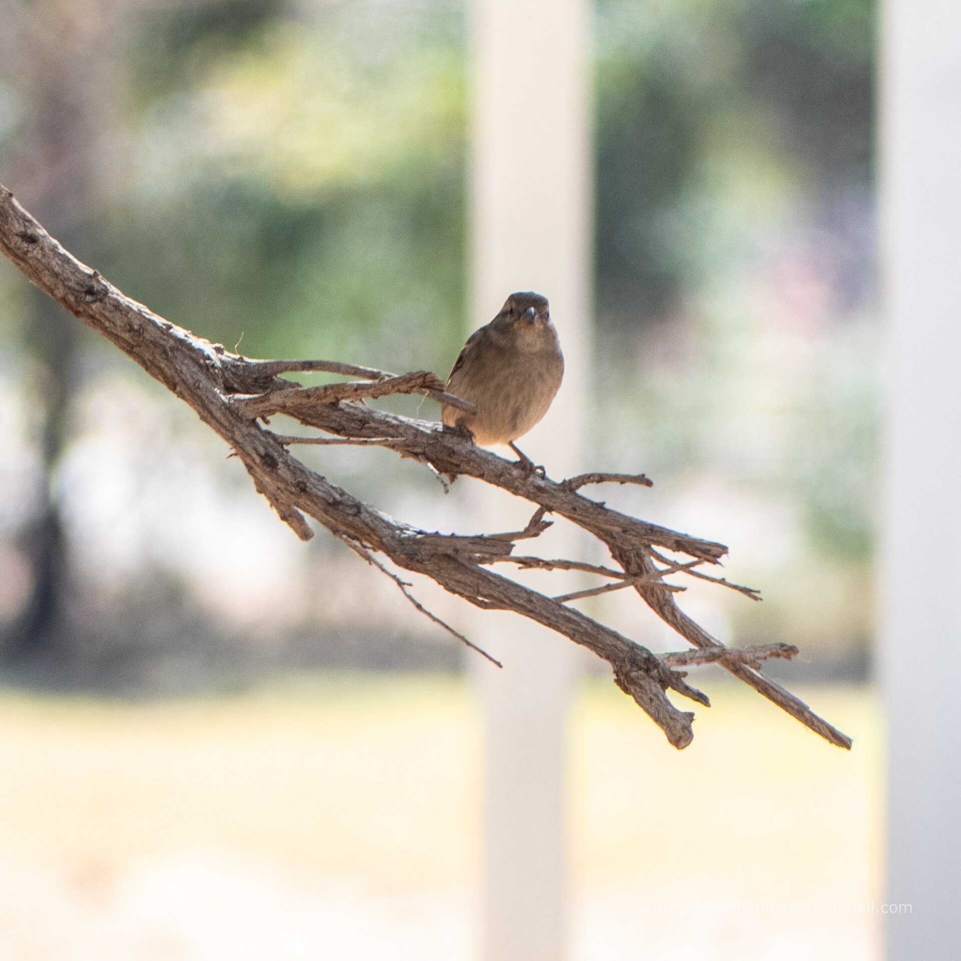 House Sparrow Habitat (Passer domesticus)