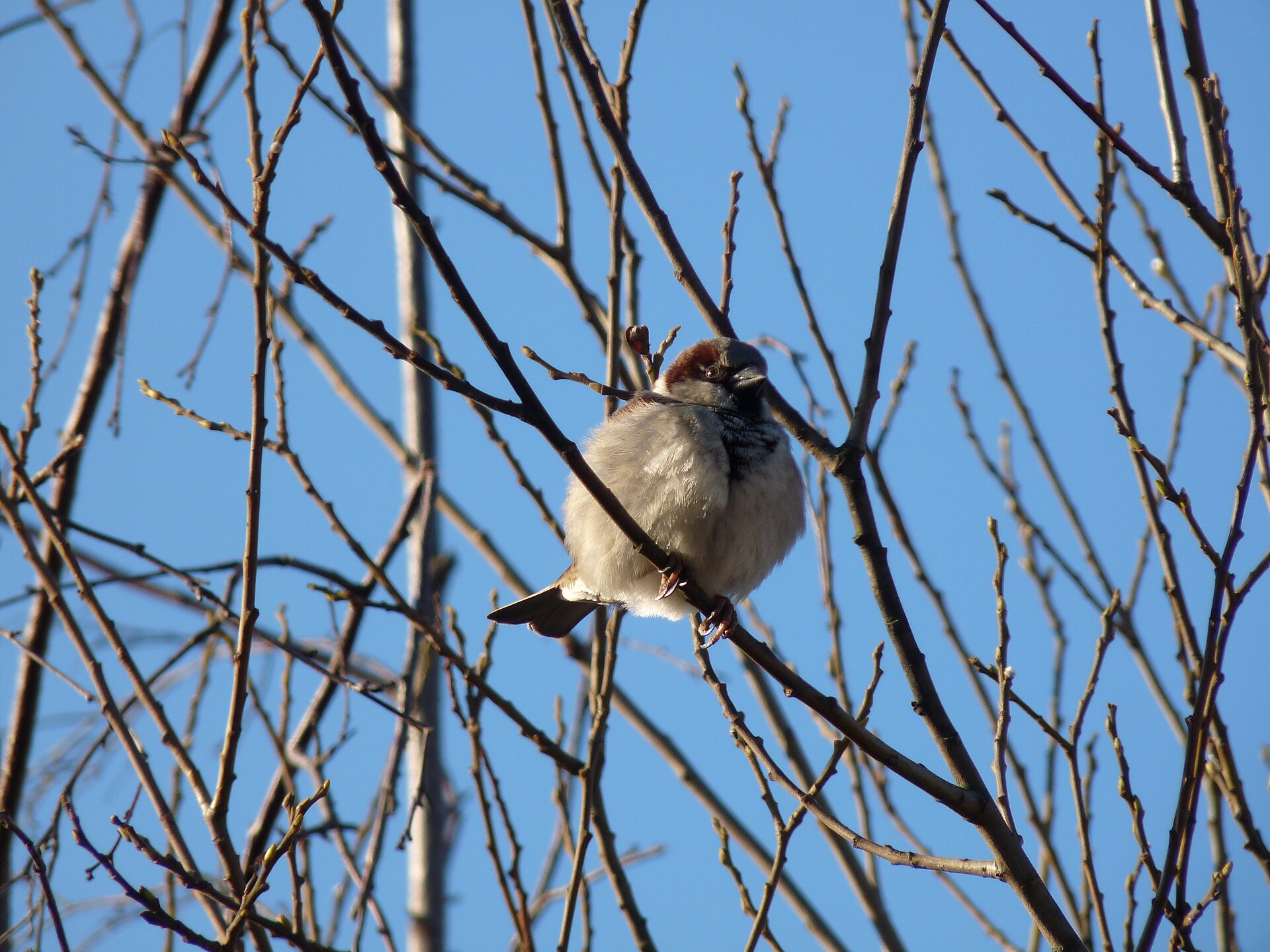 House Sparrow Overview ()