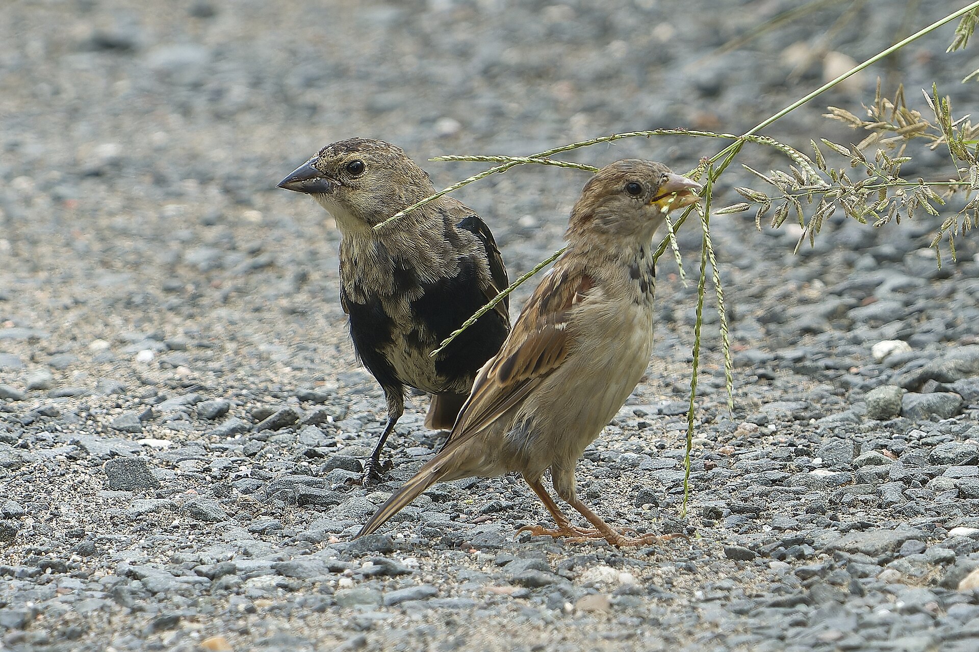 House Sparrow (Passer domesticus)