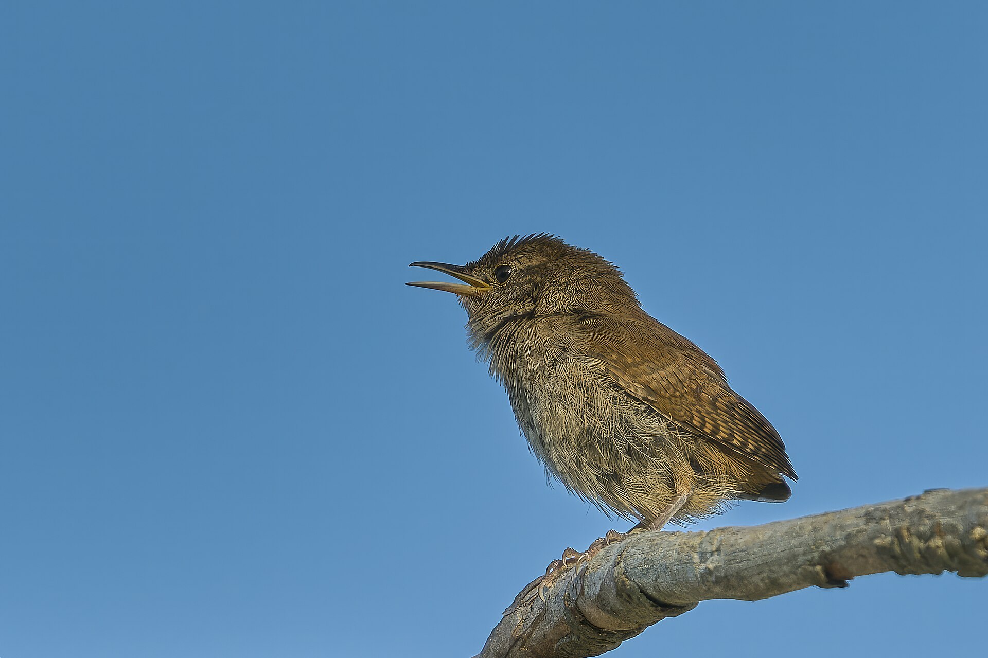 House Wren ()