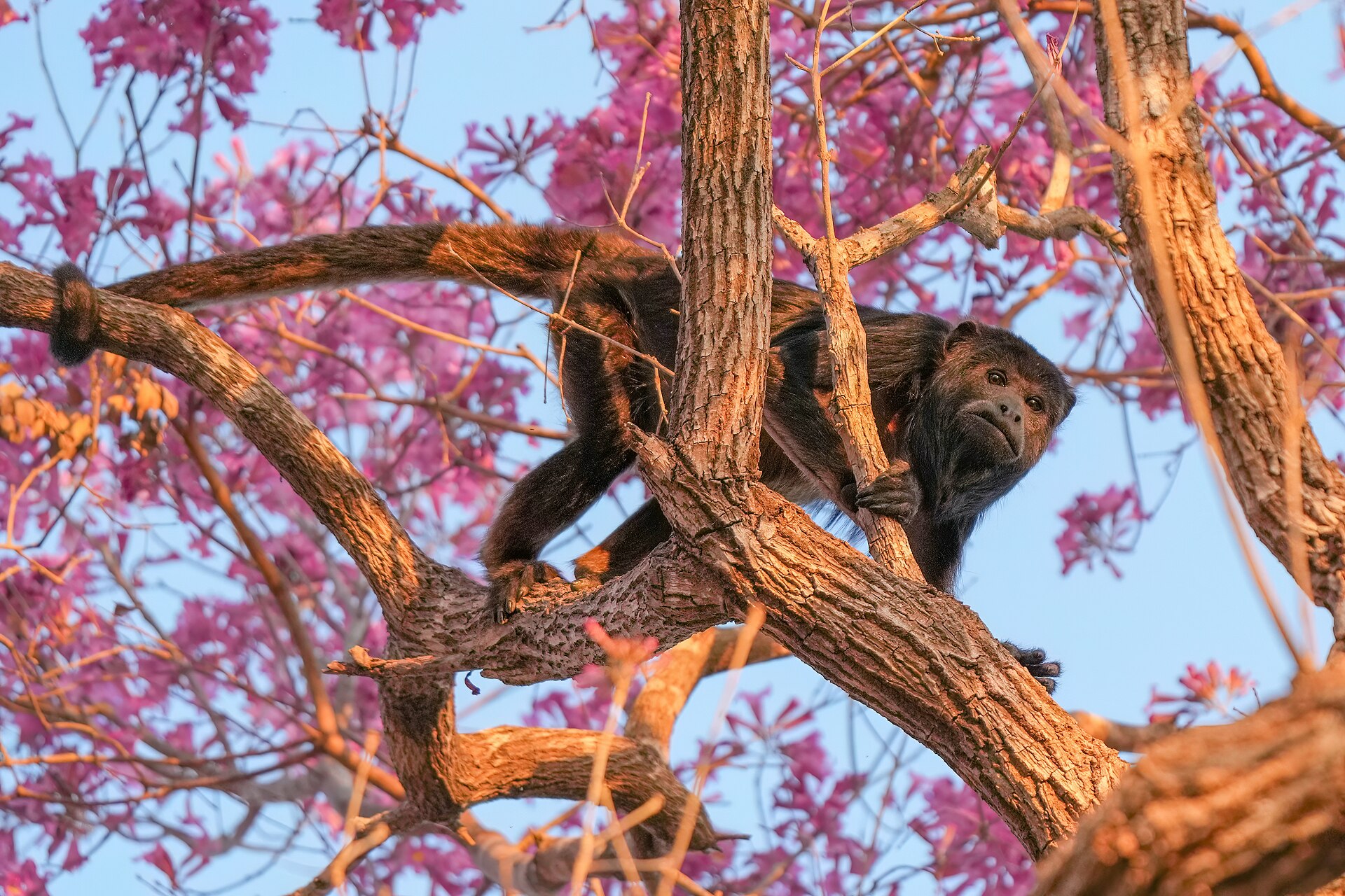 Howler Monkey (Cacajao calvus)