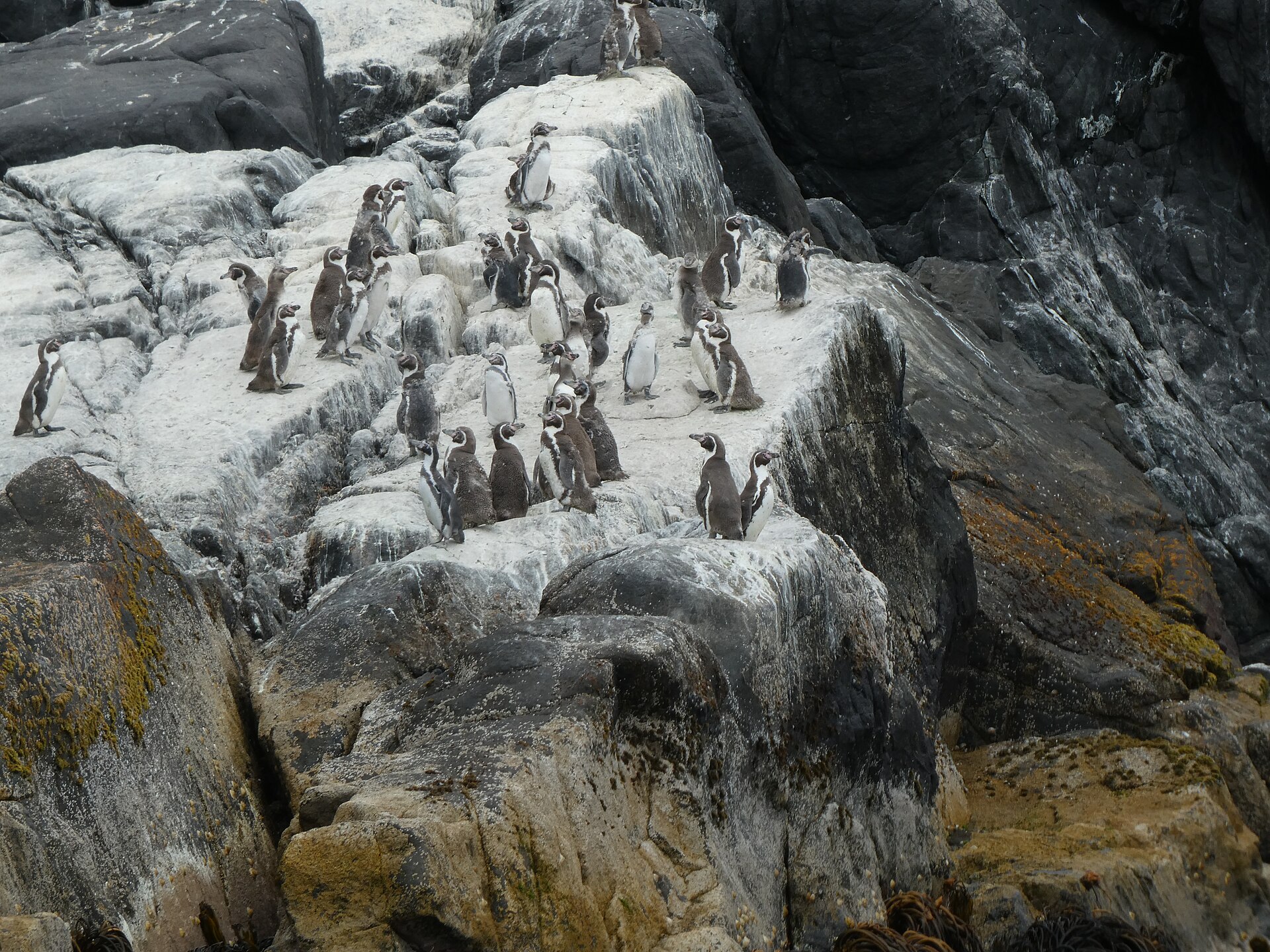 Humboldt Penguin Humboldt Penguin (Spheniscus humboldti)