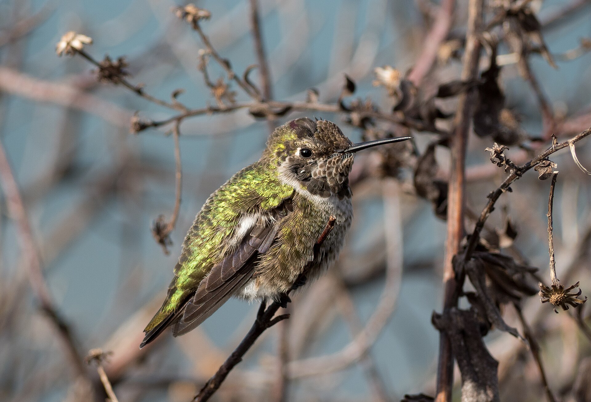Hummingbird (Mellisuga helenae)
