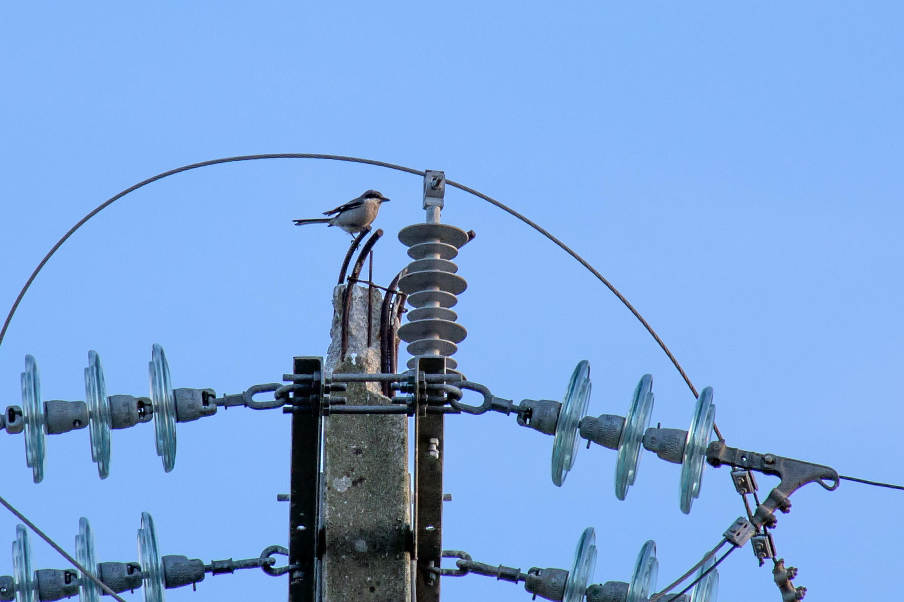 Iberian Grey Shrike (Lanius meridionalis)