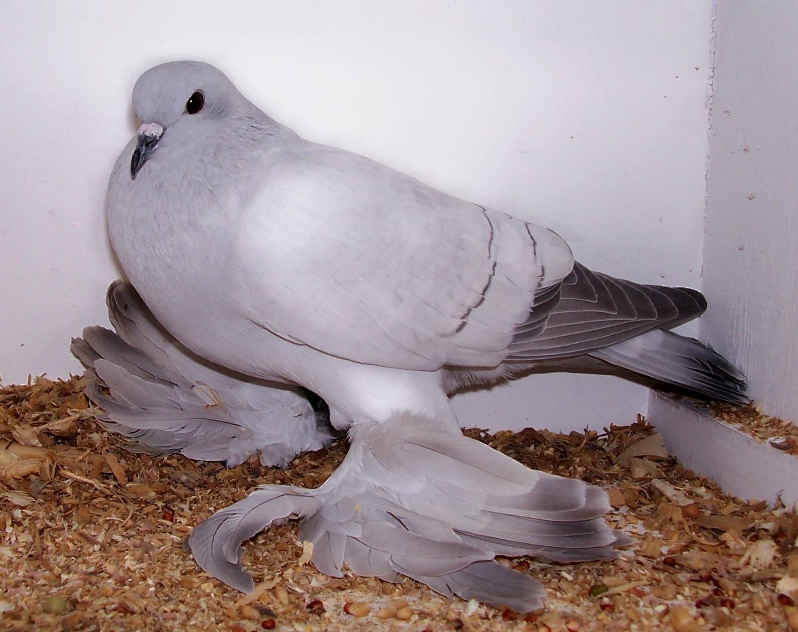 Ice Pigeon Ice Pigeon ()