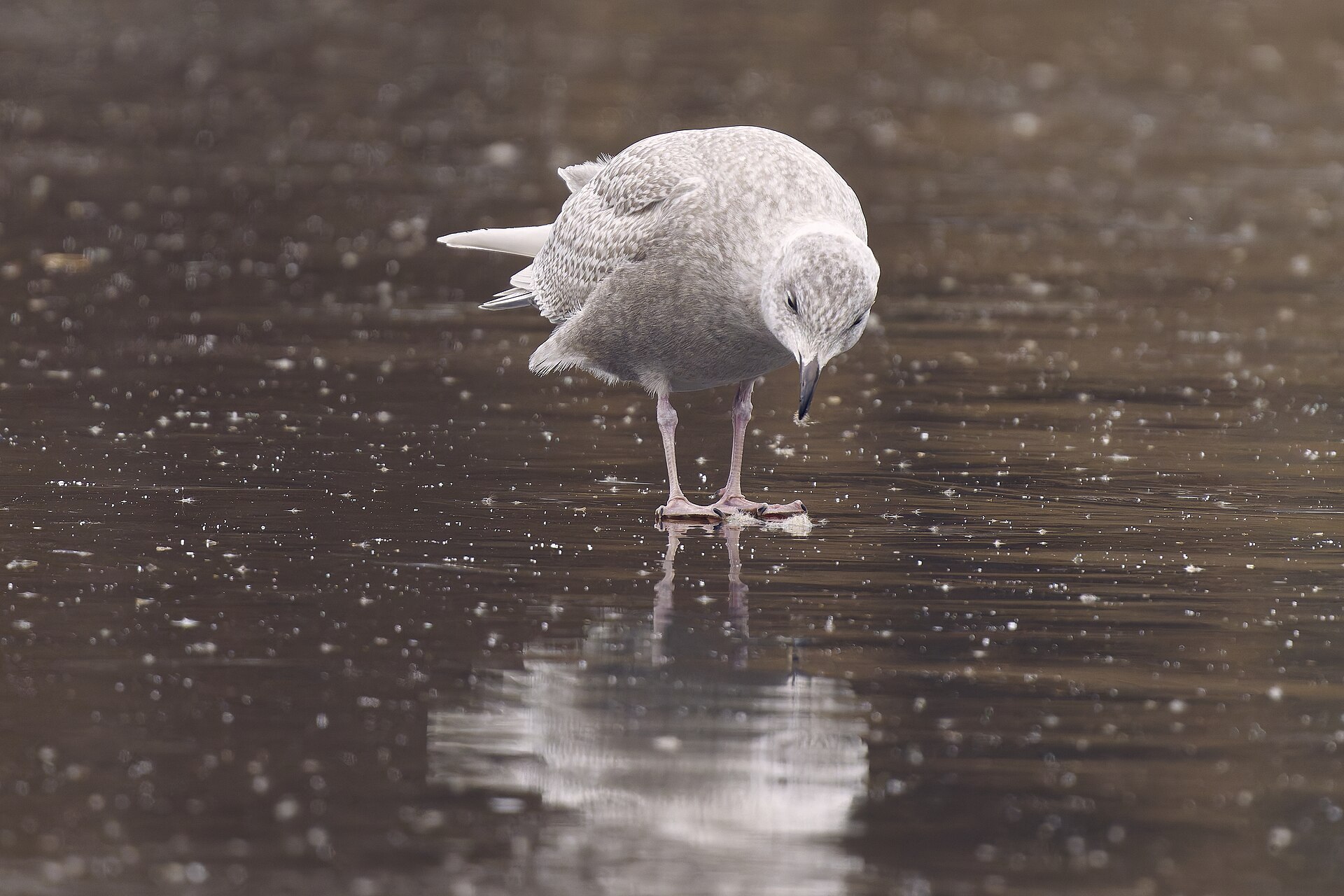 iceland gull