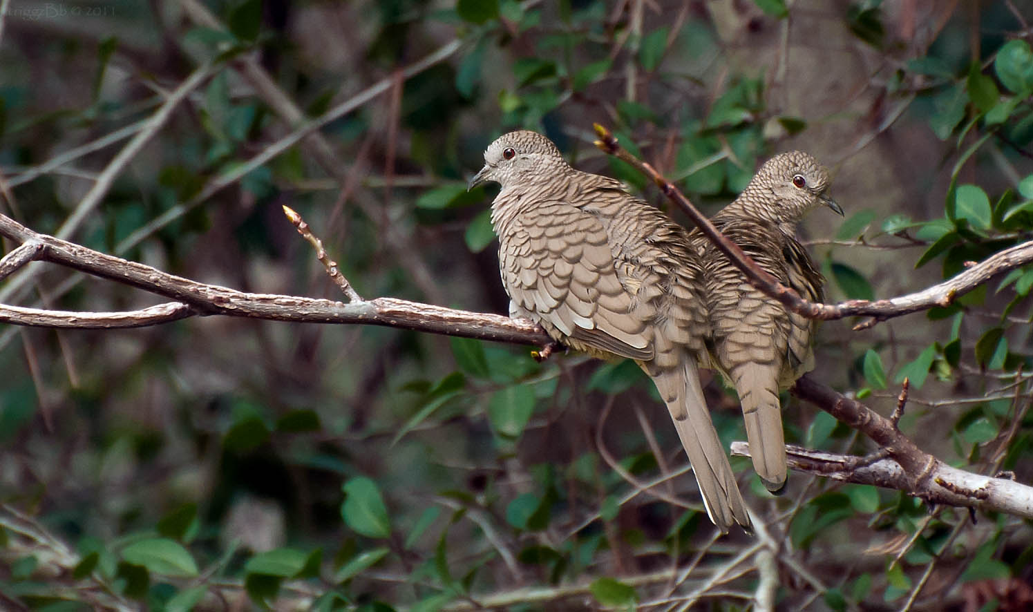 Inca Dove ()