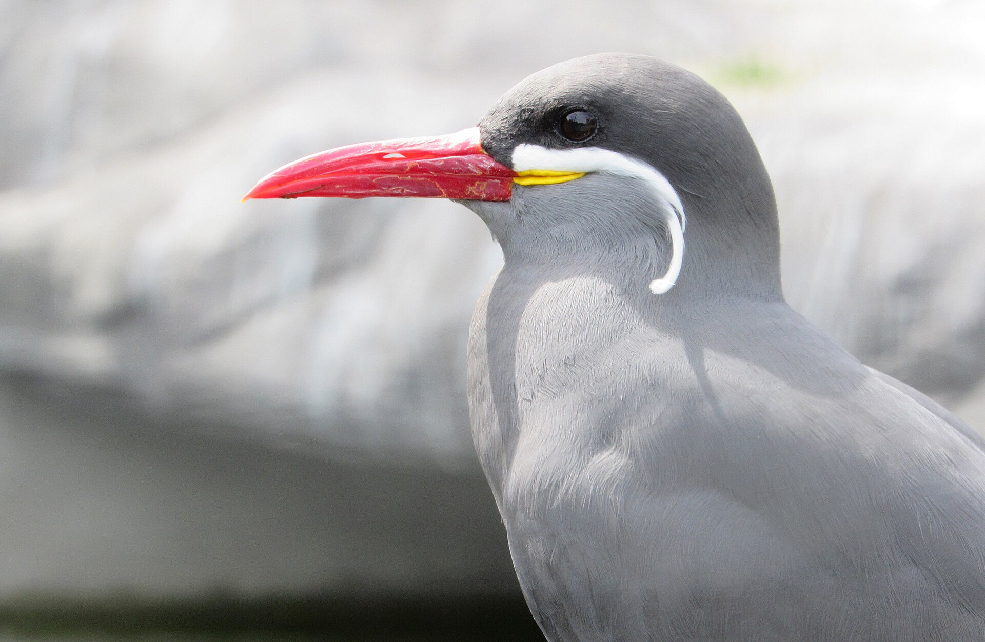 Inca Tern Inca Tern ()