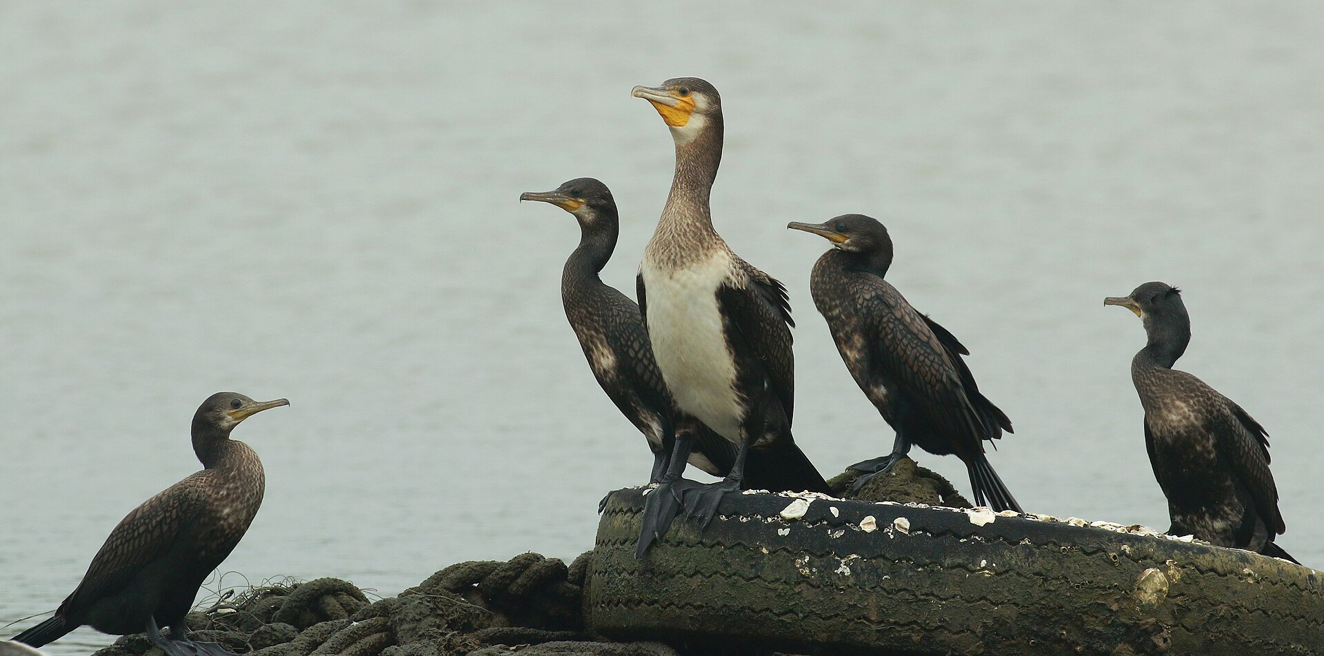 Indian Cormorant Indian Cormorant (Phalacrocorax fuscicollis)