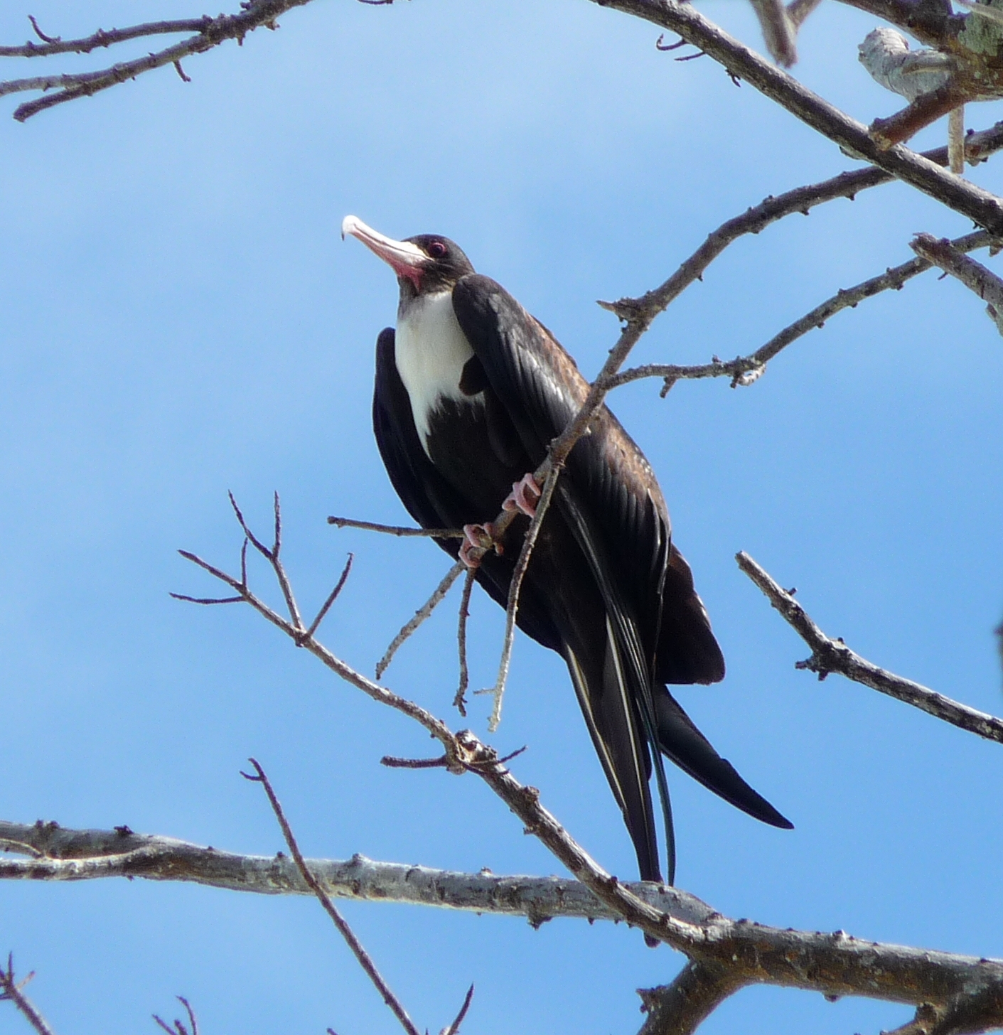 indian ocean frigatebird