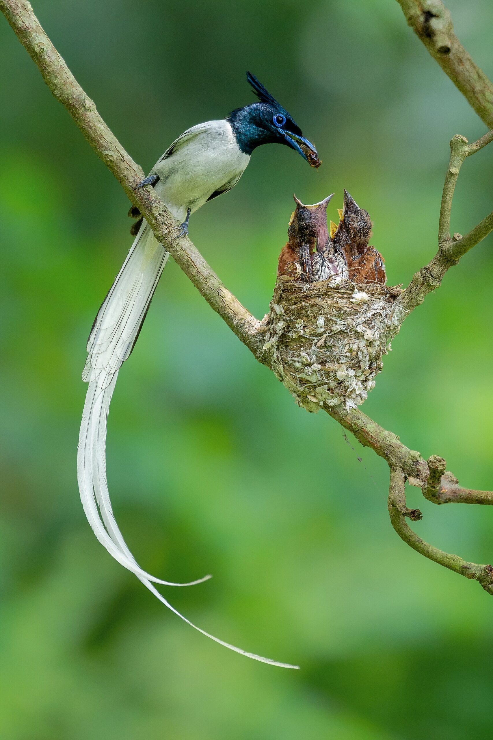 Indian Paradise Flycatcher Indian Paradise Flycatcher (Terpsiphone paradisi)