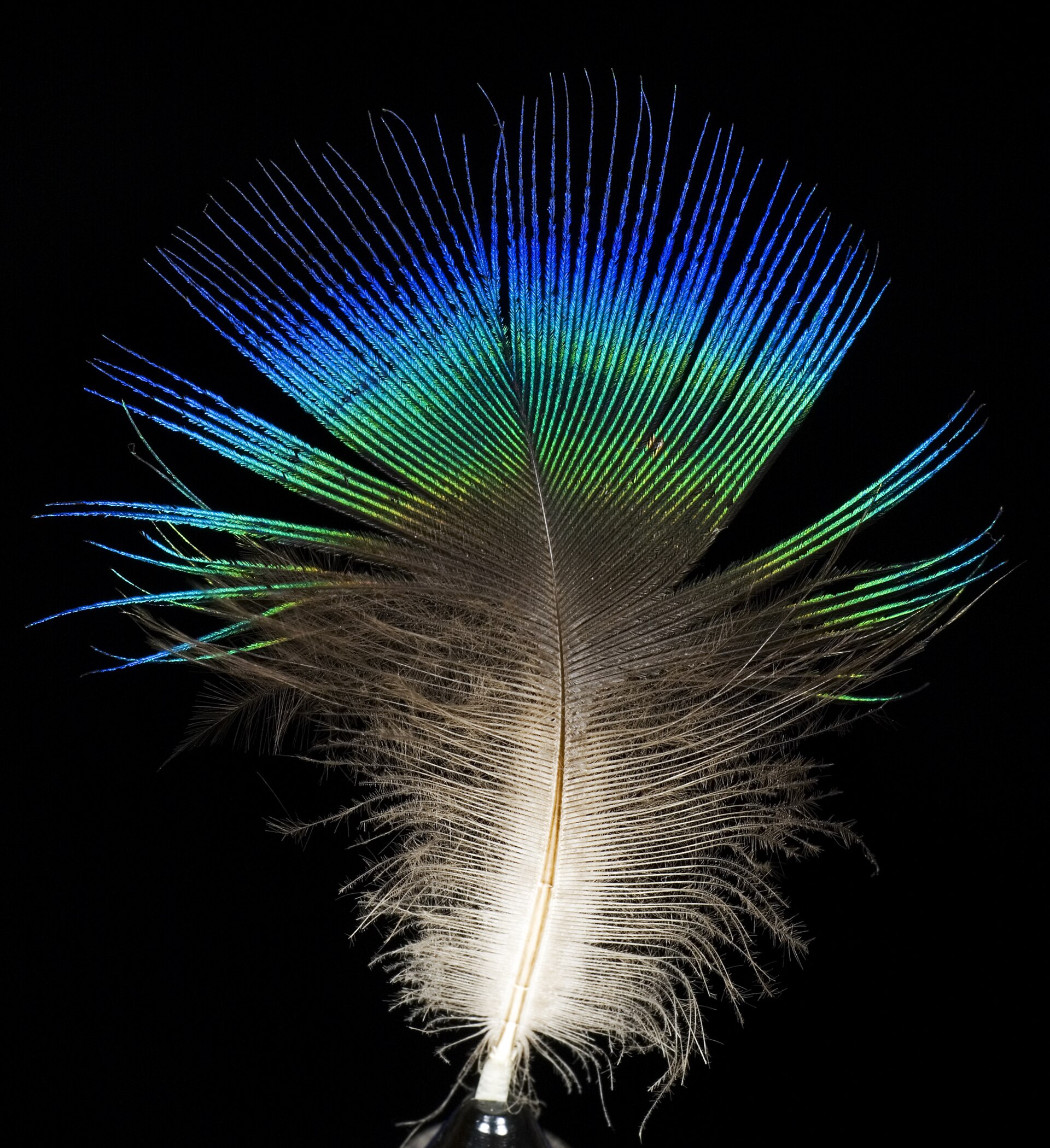 Indian Peacock (Indian peafowl)
