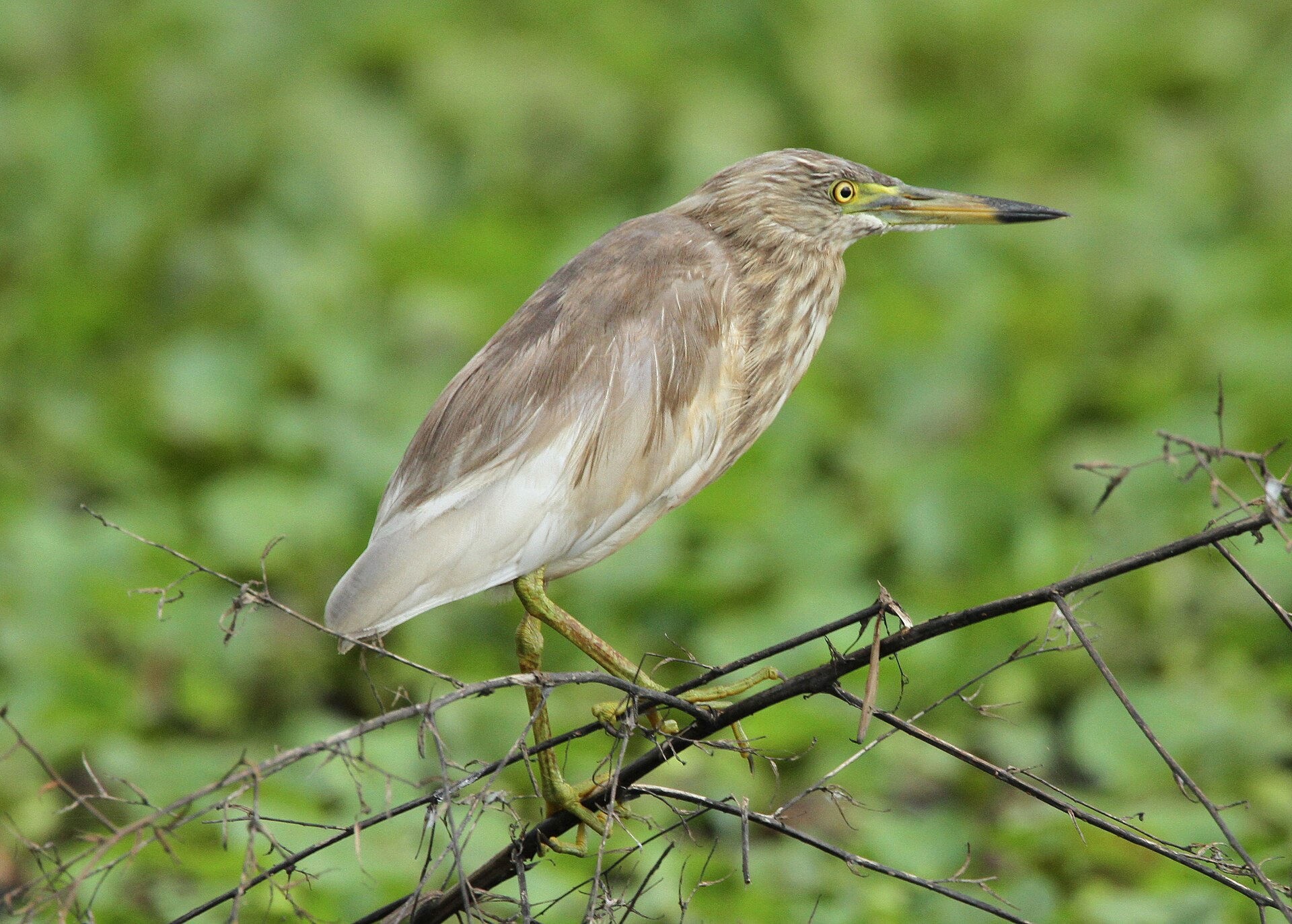 Indian Pond Heron Indian Pond Heron (Ardeola grayii)