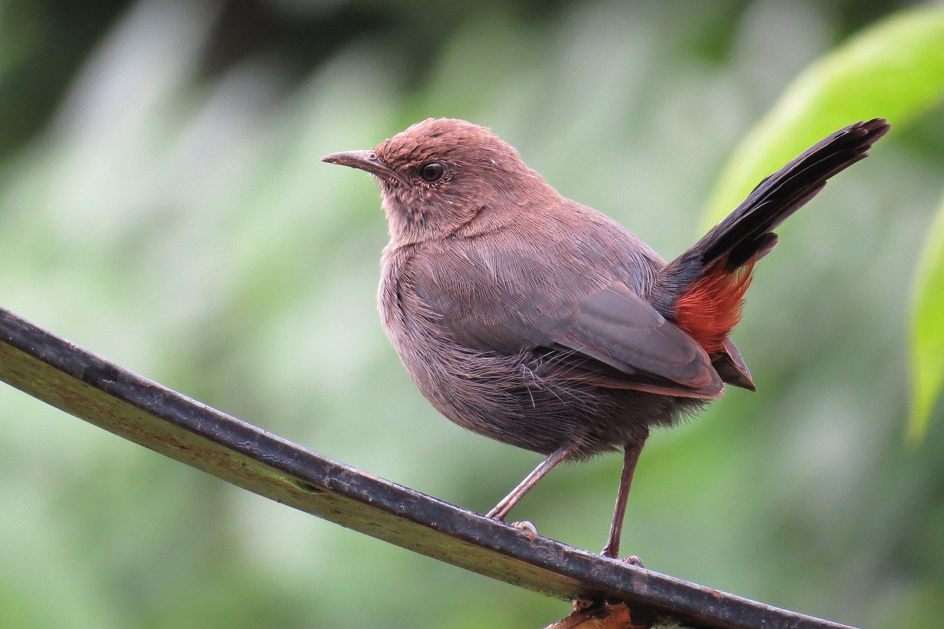 Indian Robin Indian Robin ()