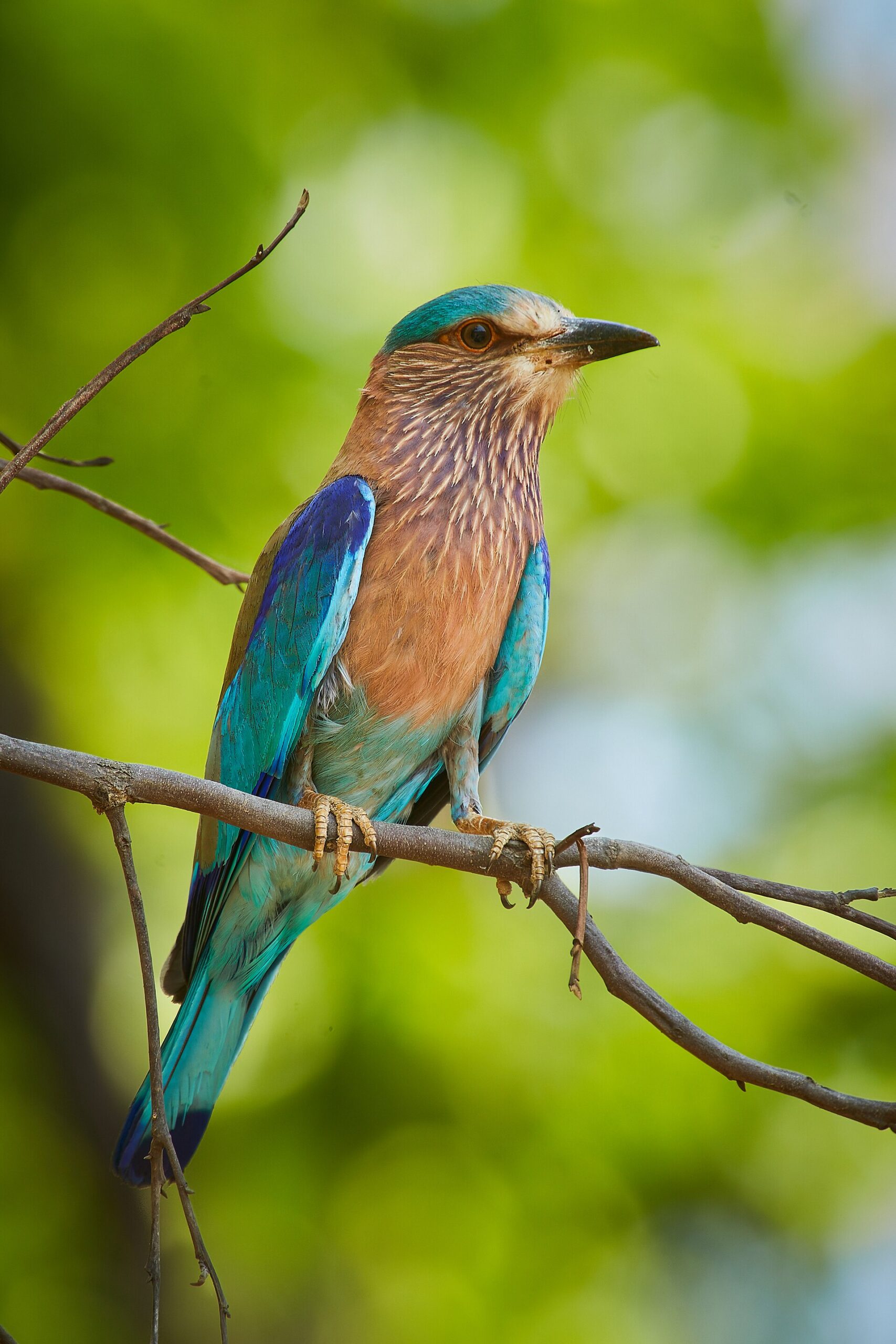 Indian Roller Indian Roller (Coracias benghalensis)