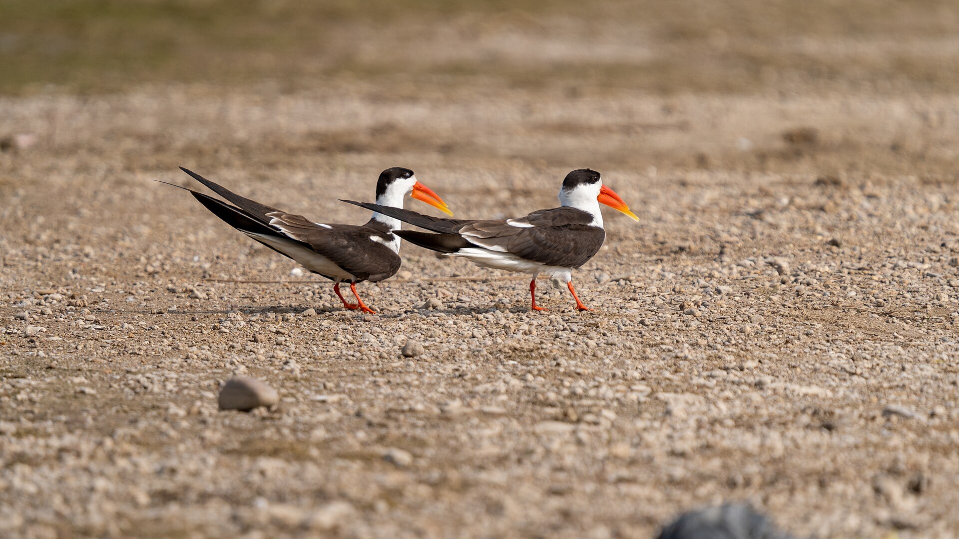 Indian Skimmer (Rynchops albicollis)