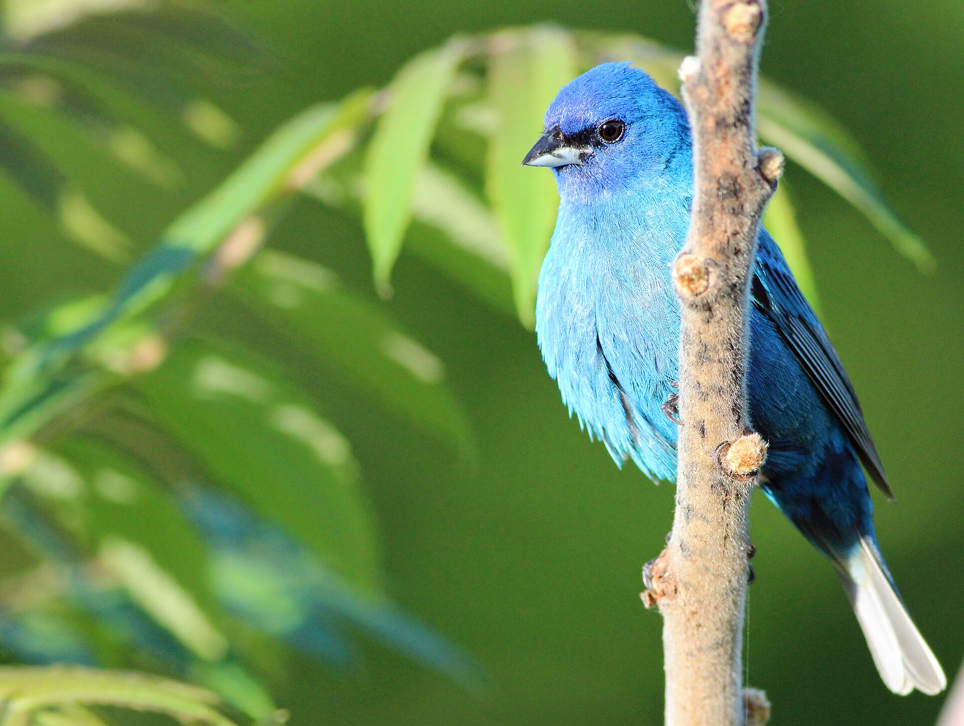 Indigo Bunting Overview Indigo Bunting Overview (Sambucus canadensis)