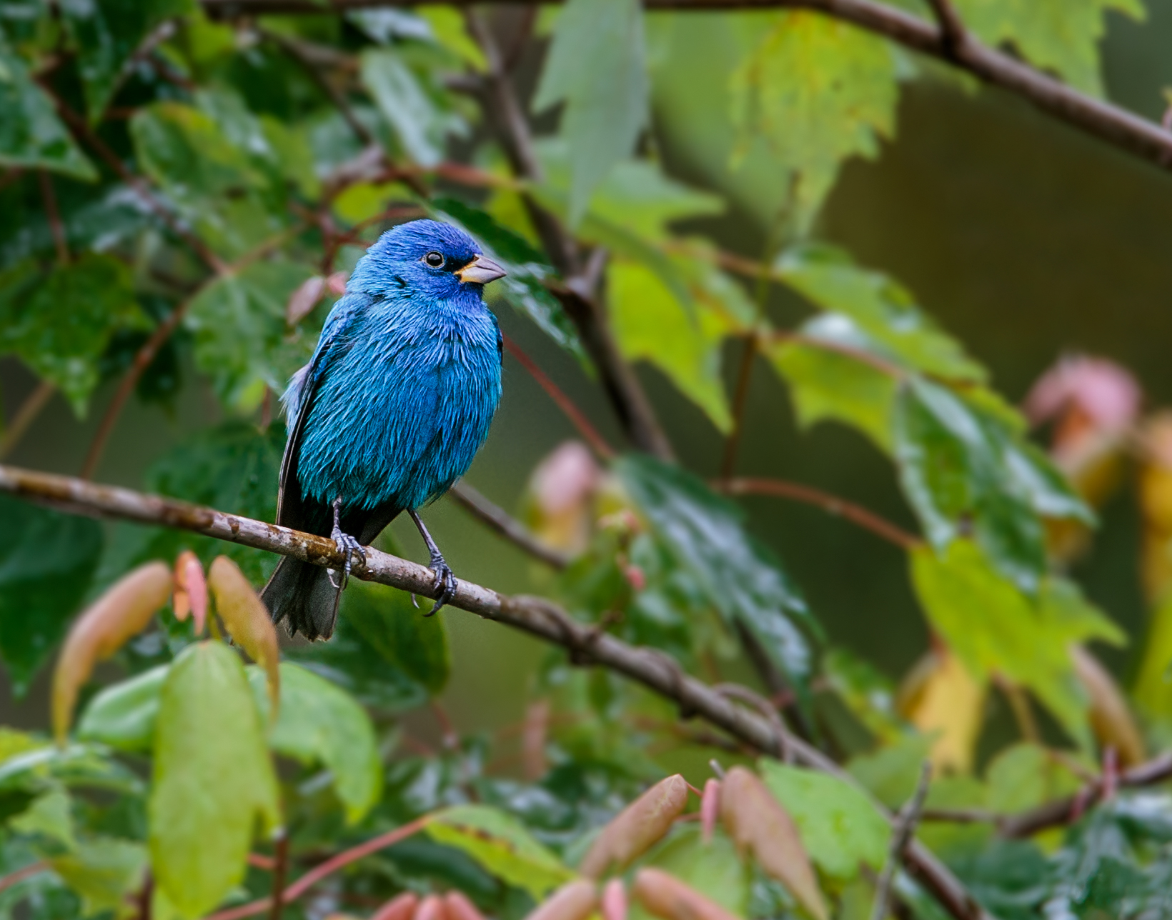 indigo bunting