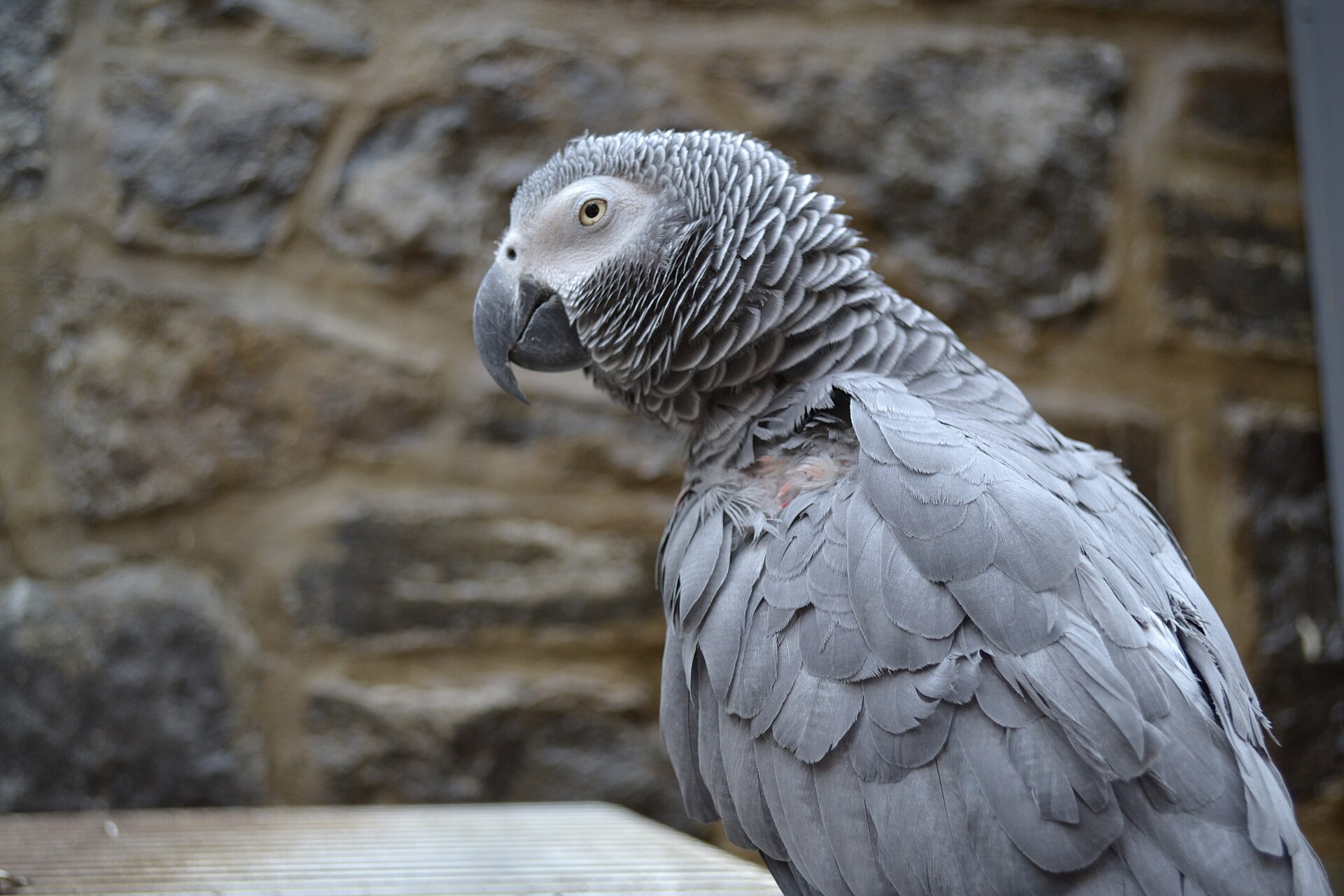 Intelligent African Grey Parrot ()