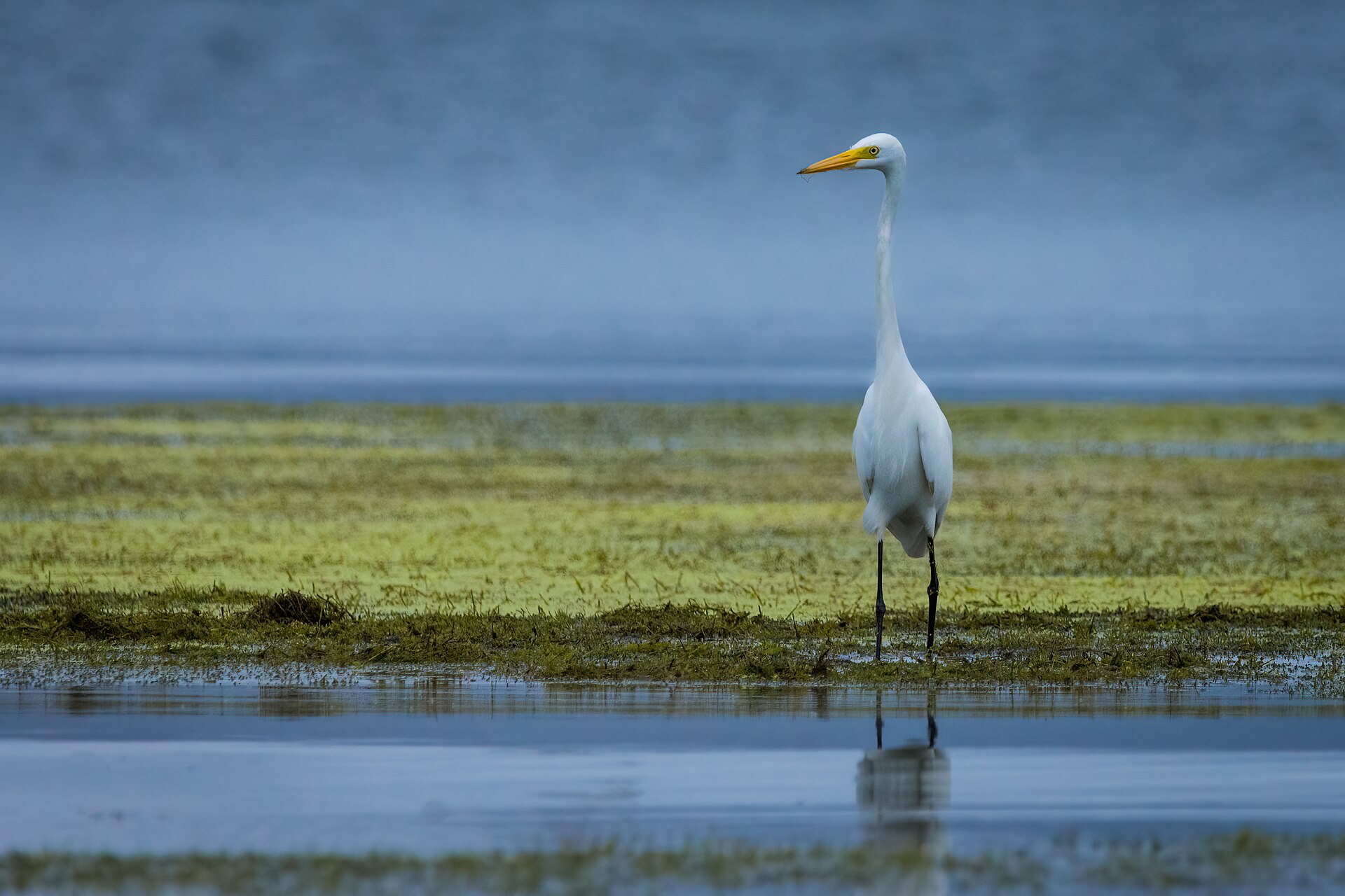 Intermediate Egret (Mesophoyx intermedia)