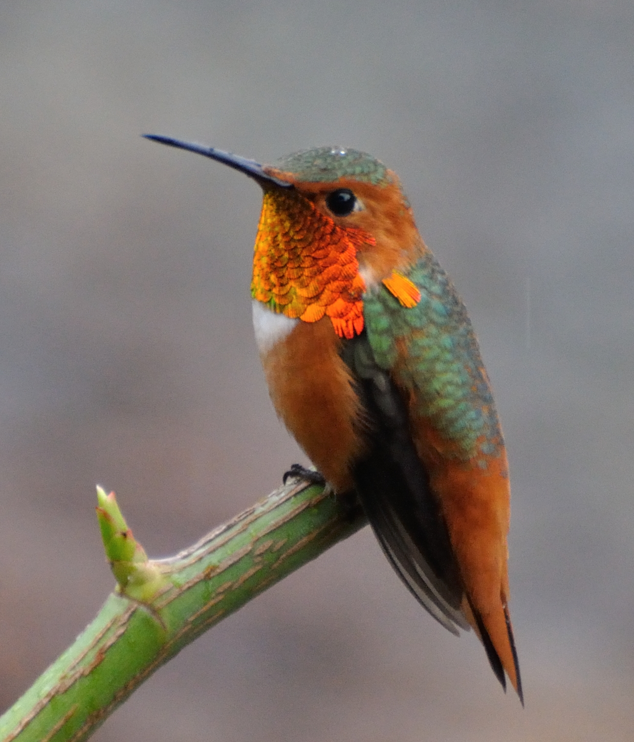 Iridescent Hummingbird (Mellisuga helenae)