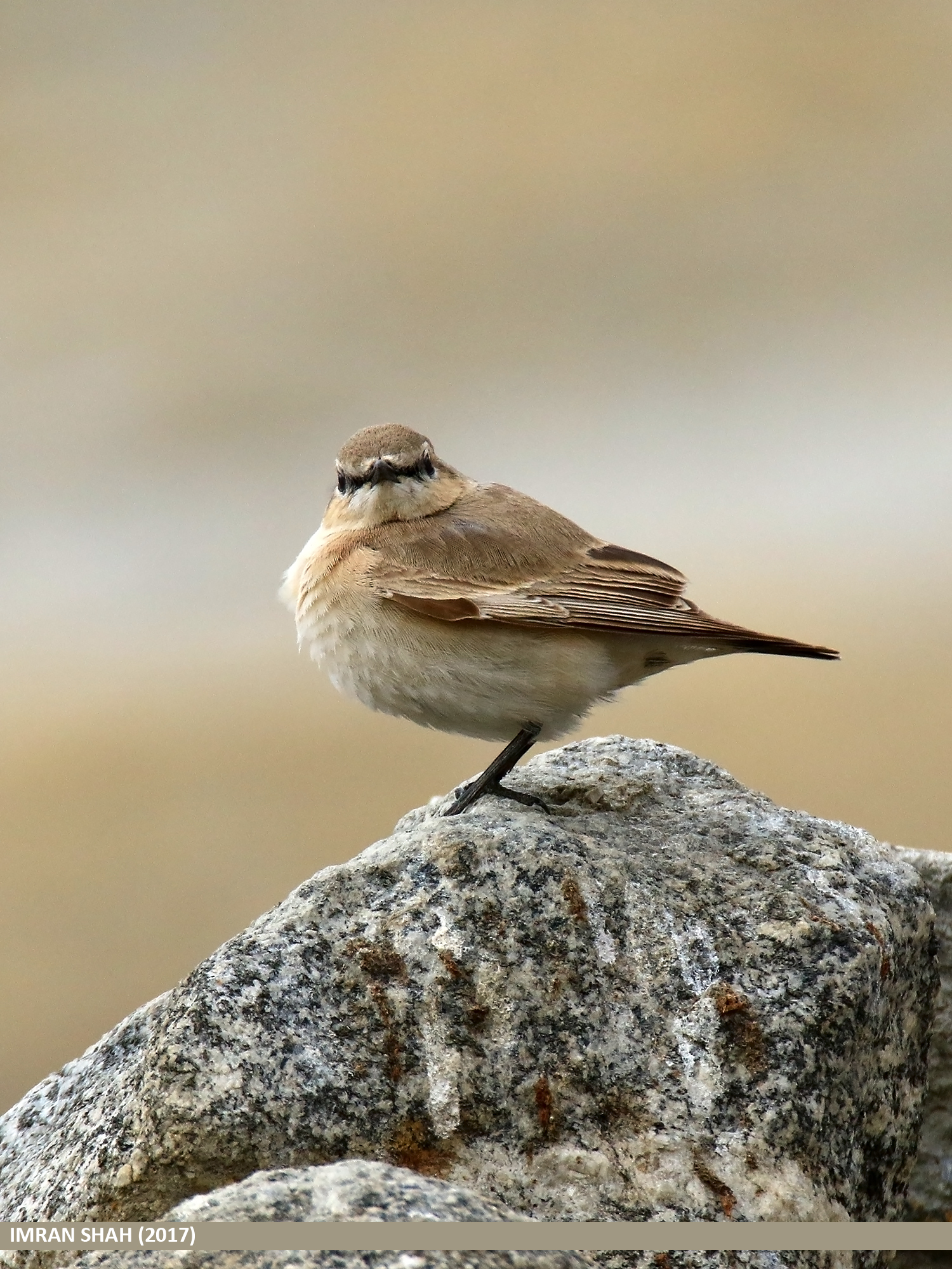 Isabelline Wheatear Isabelline Wheatear (Oenanthe isabellina)